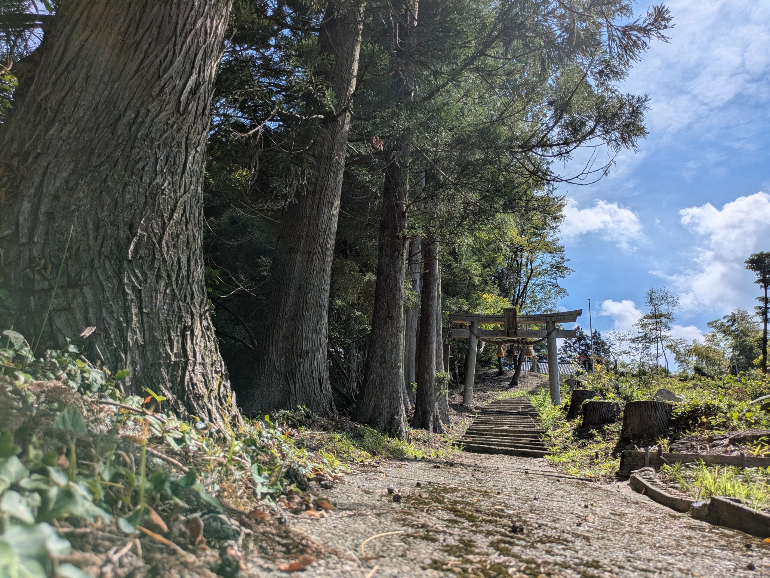 事比羅神社の鳥居へ続く参道沿いに立ち並ぶ大きな杉
