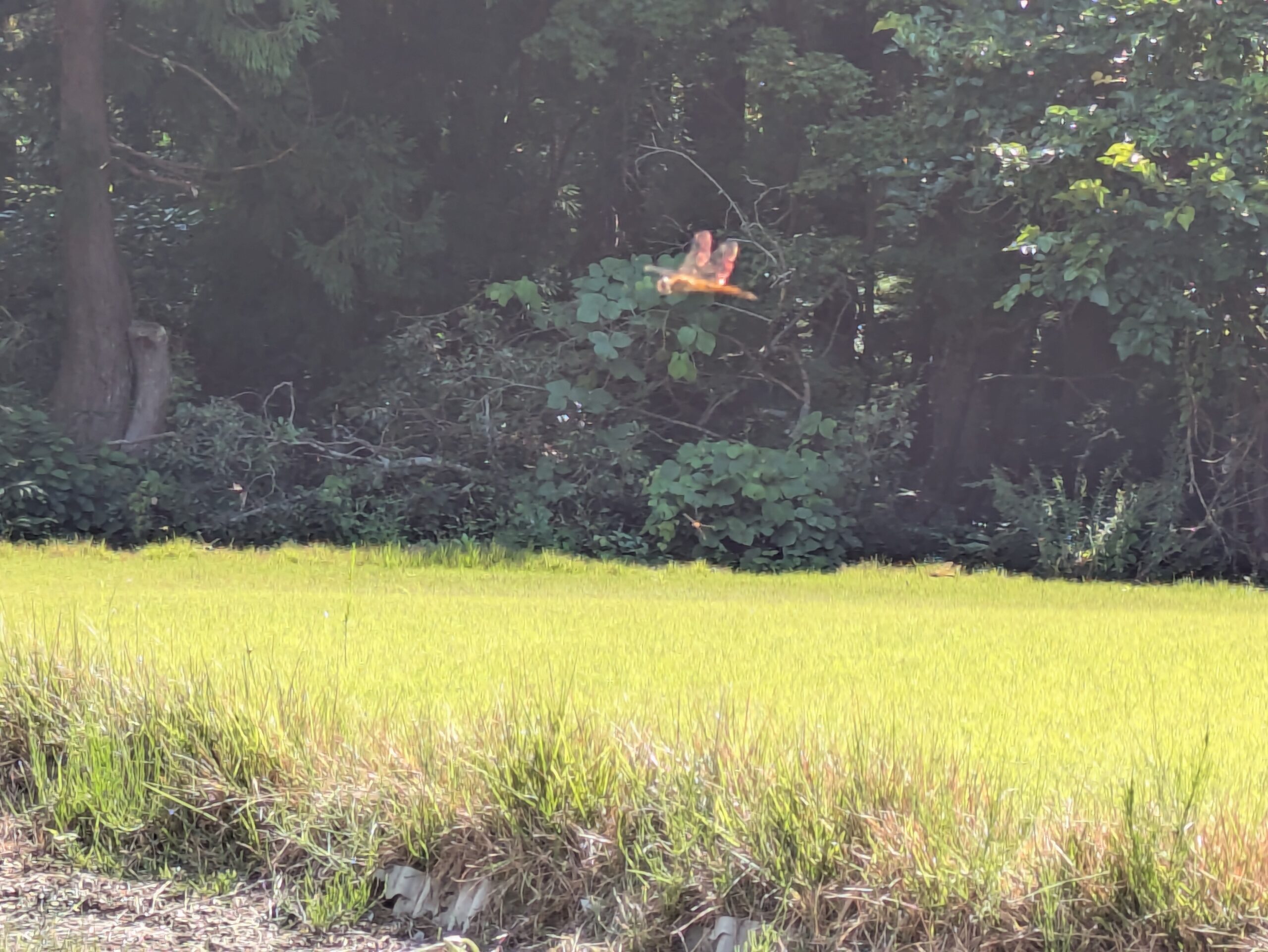 坪野町の田んぼ周辺を飛んでいた赤いトンボ