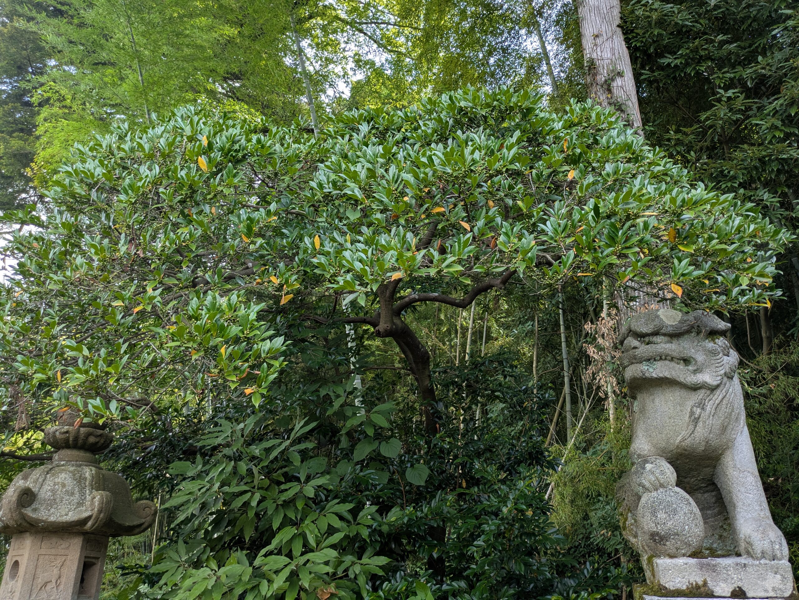 平栗町の八幡神社境内に生えるヒサカキと狛犬