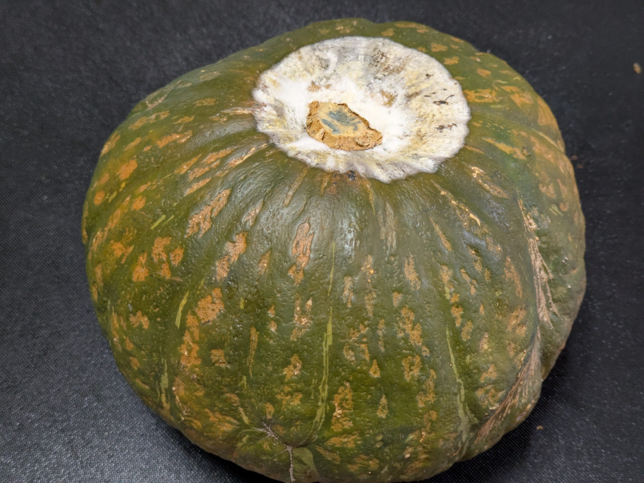 ヘタ周辺にカビが生えた粉ふきかぼちゃ