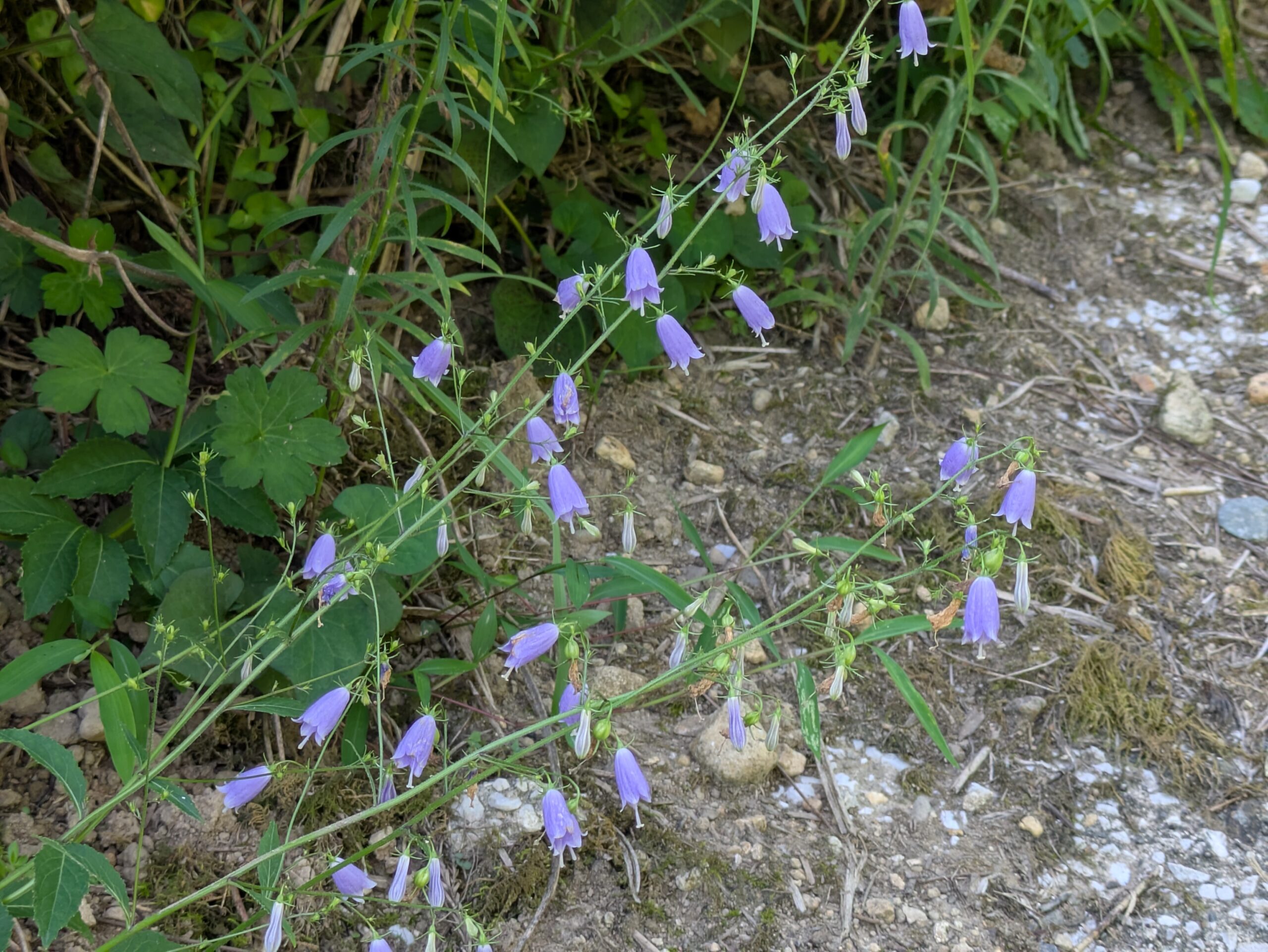 清瀬町で咲いていたツリガネニンジン