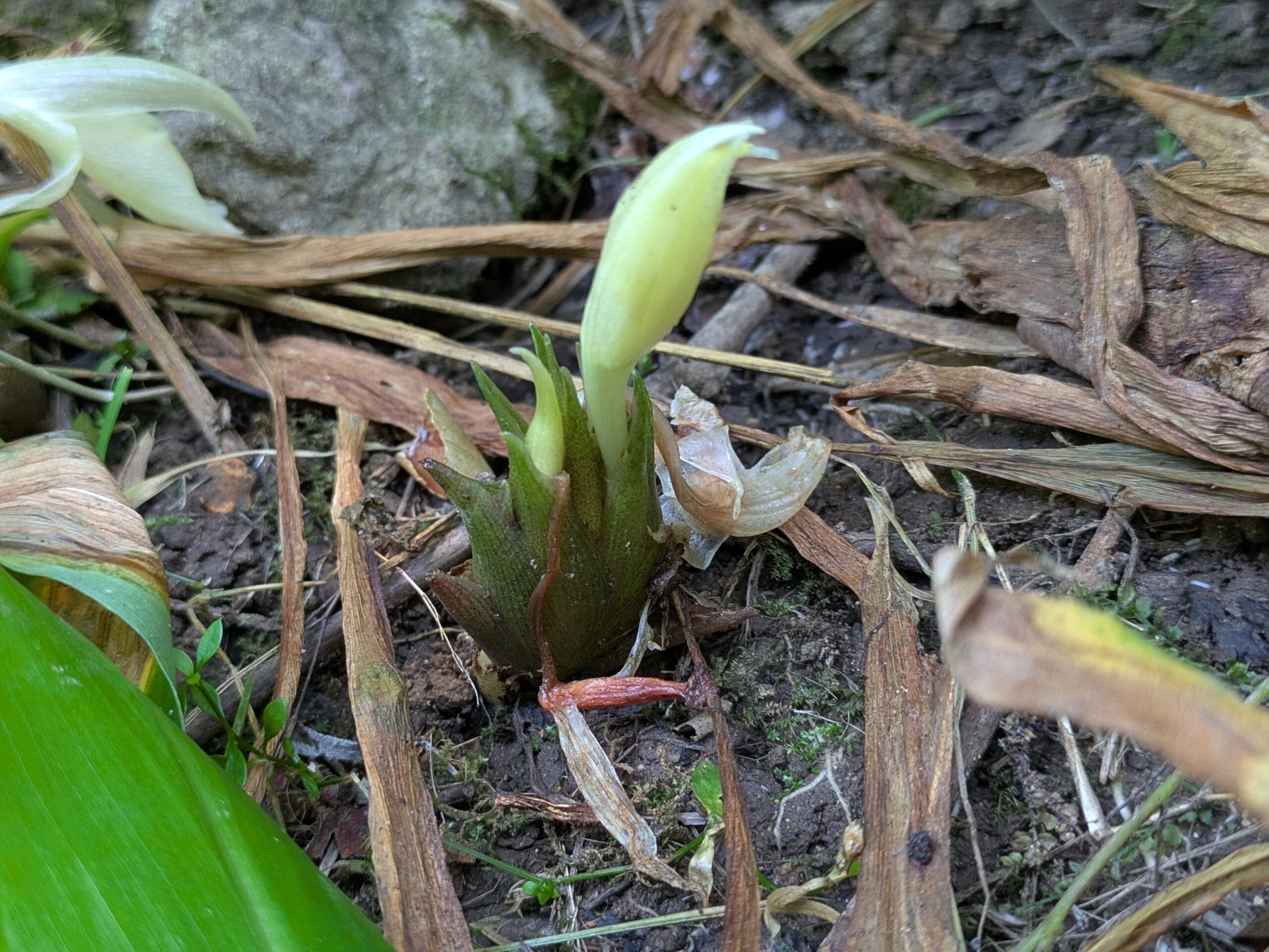地面から出ていたミョウガの花芽