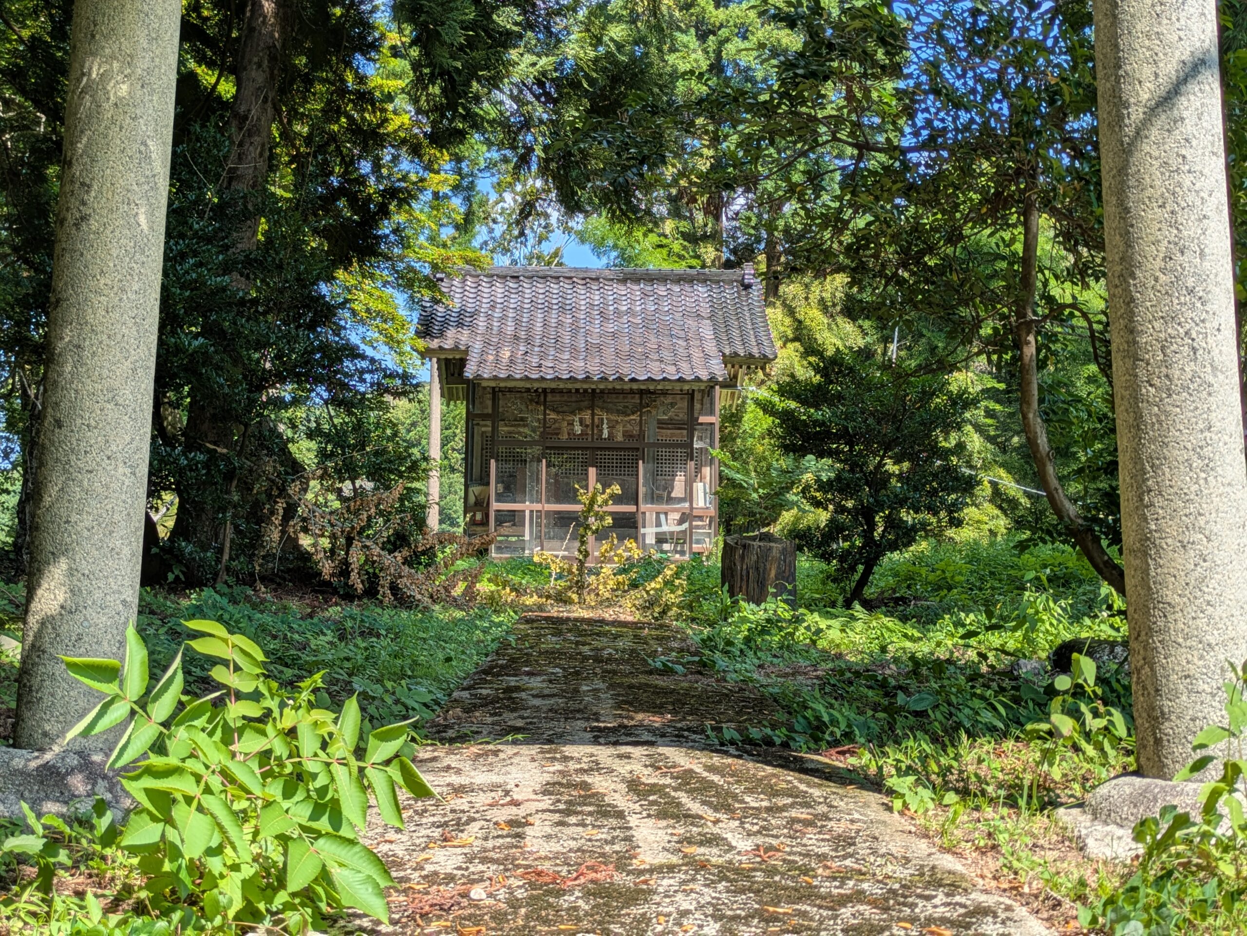白山神社の鳥居から見た森の中の社殿と参道