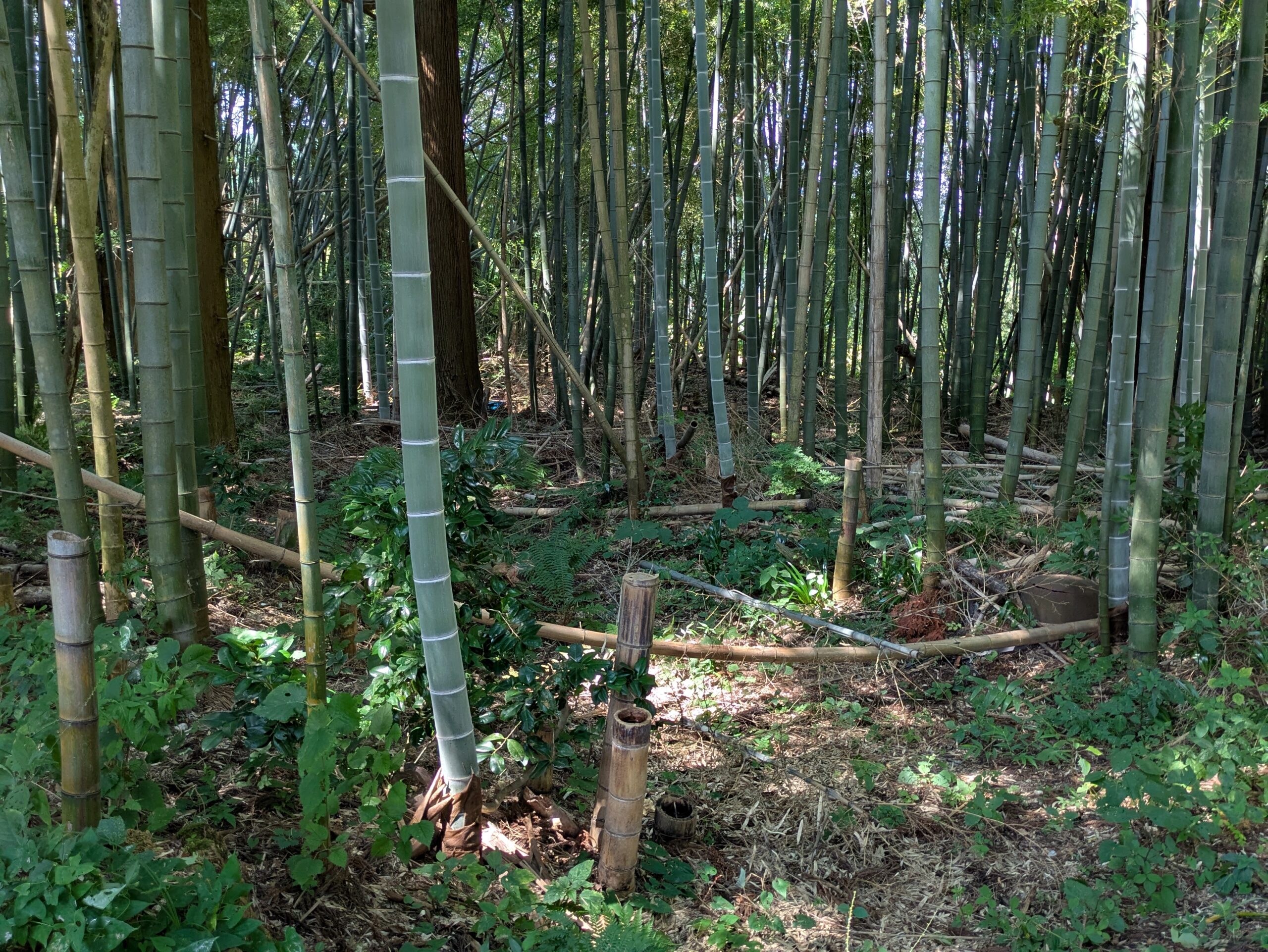 白山神社の境内周辺に広がる竹林