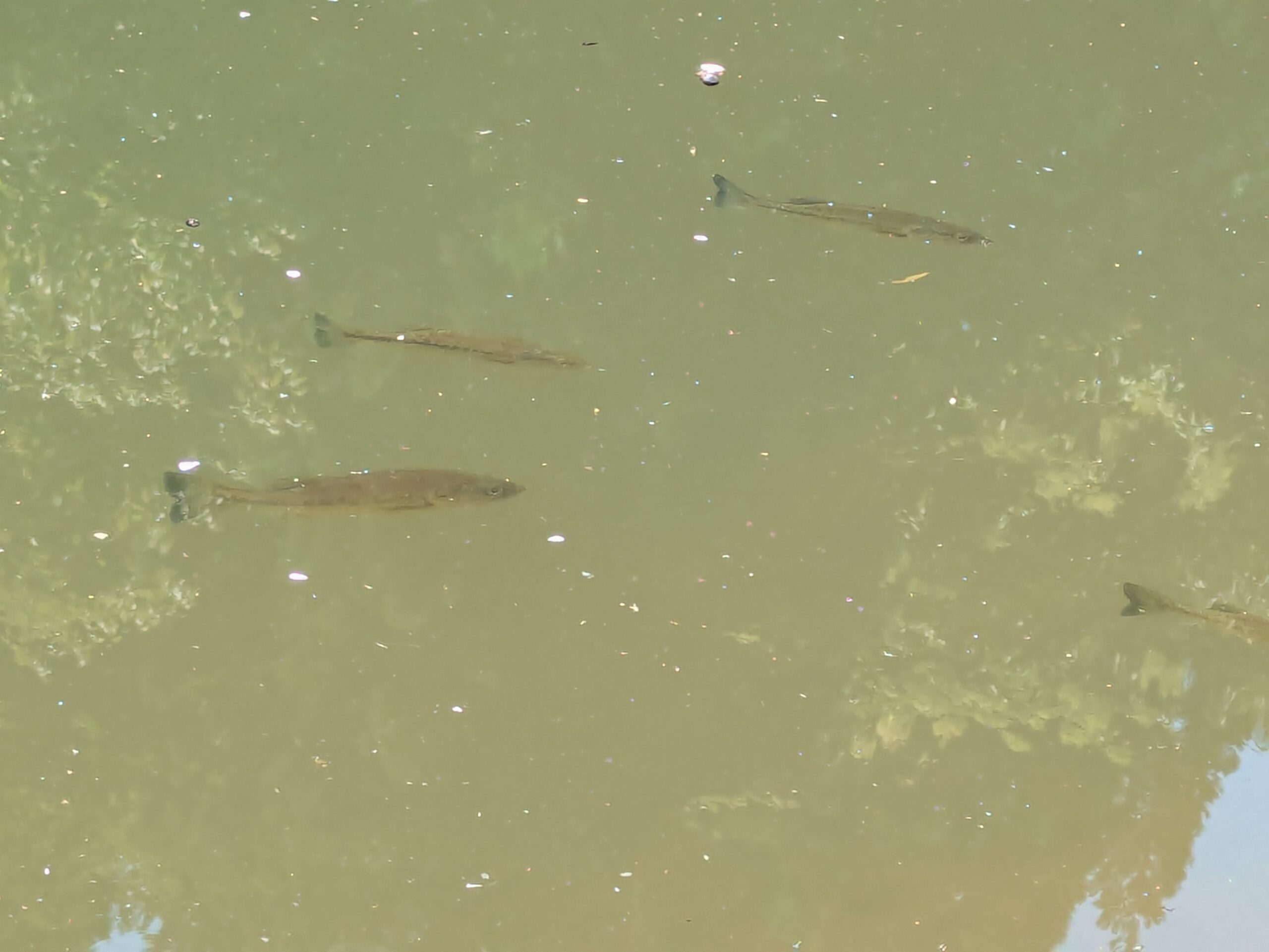倉ケ嶽大池の浅い場所を泳ぐブラックバスらしき魚