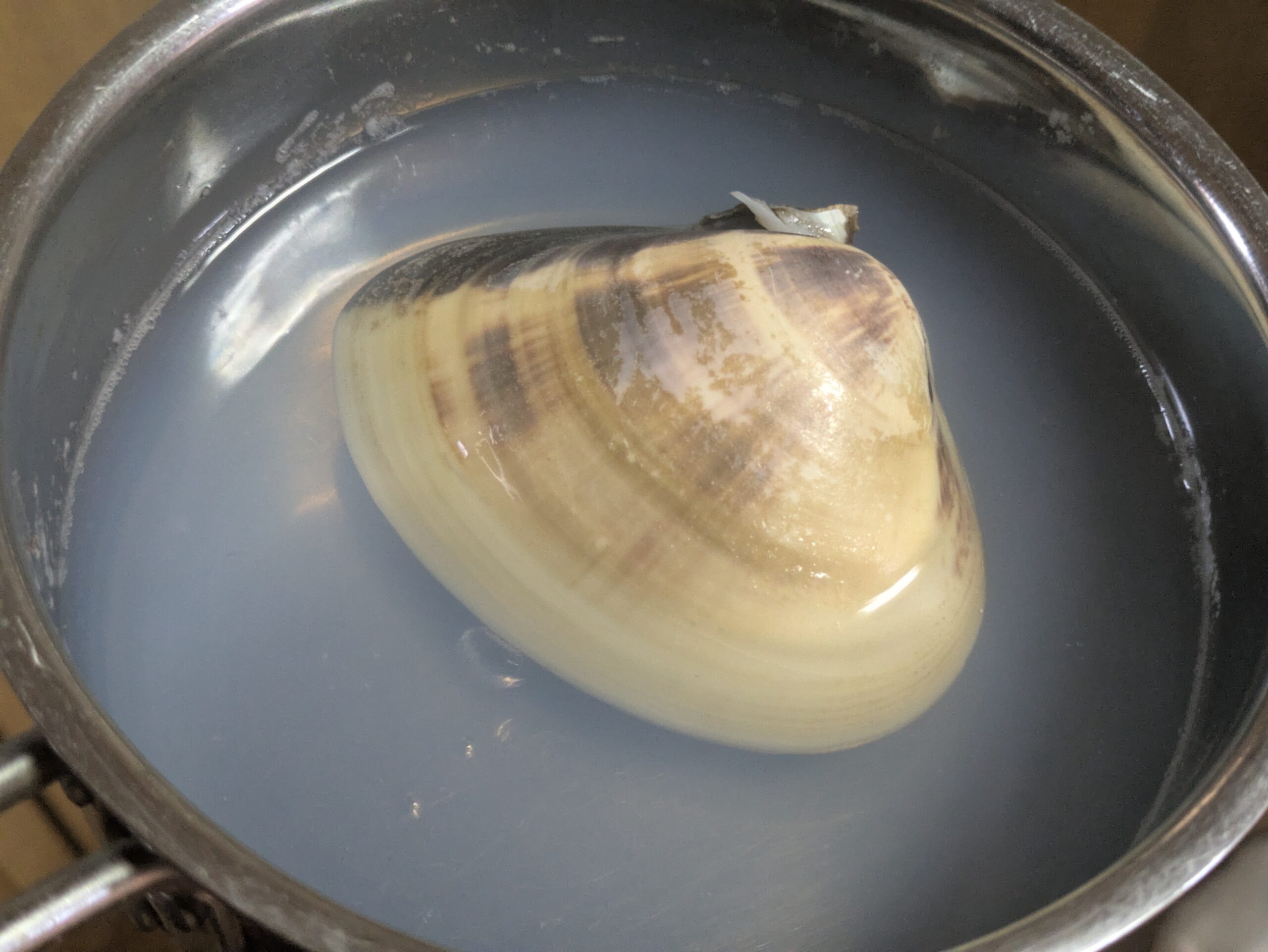 巨大なハマグリを水と酒を入れた鍋で加熱している様子