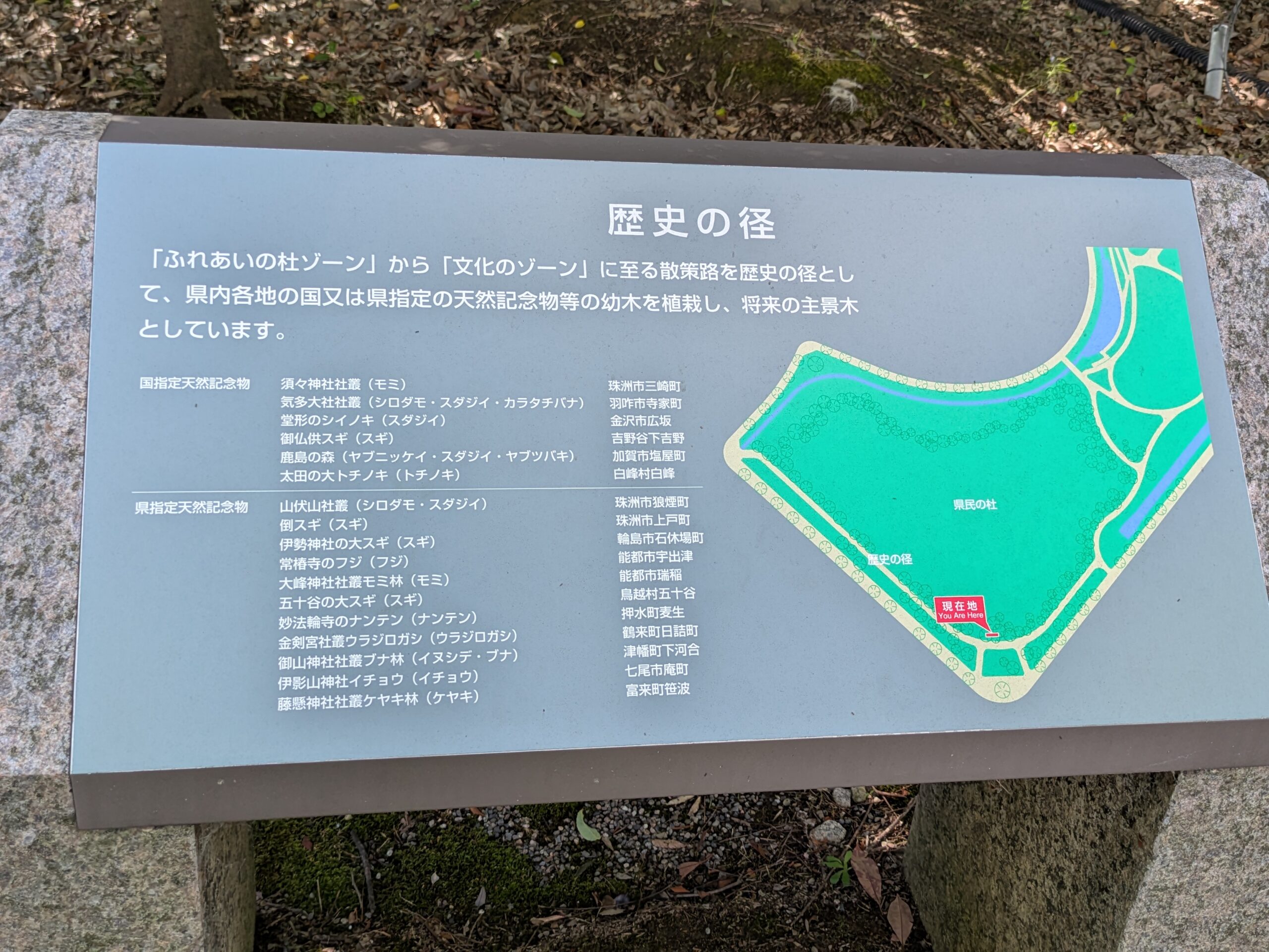県民の杜の歴史の径に植えられている天然記念物由来の樹木を紹介する案内板