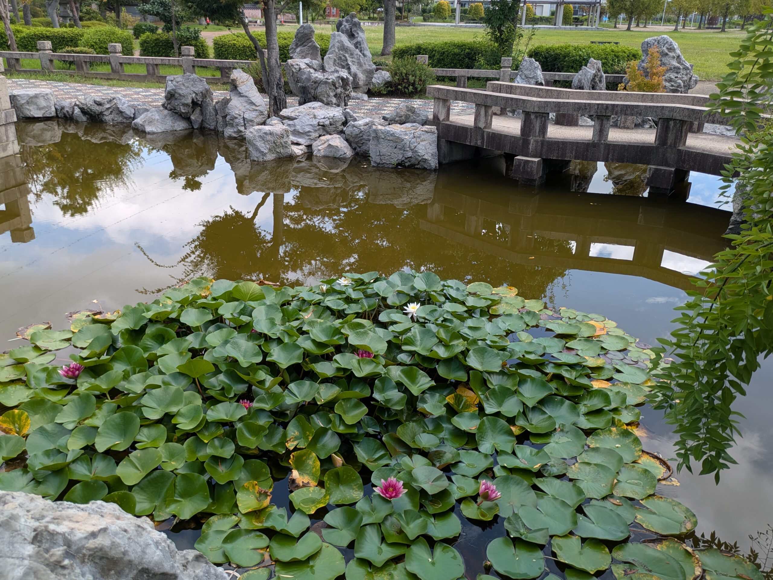 姉妹都市公園蘇州市エリアの池とスイレン