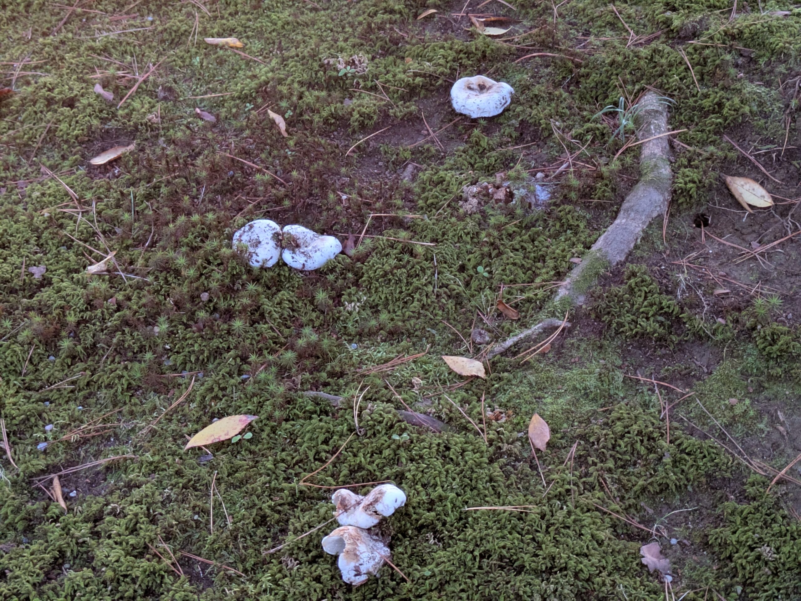 兼六園の苔の上に複数生えていたシロハツらしきキノコ
