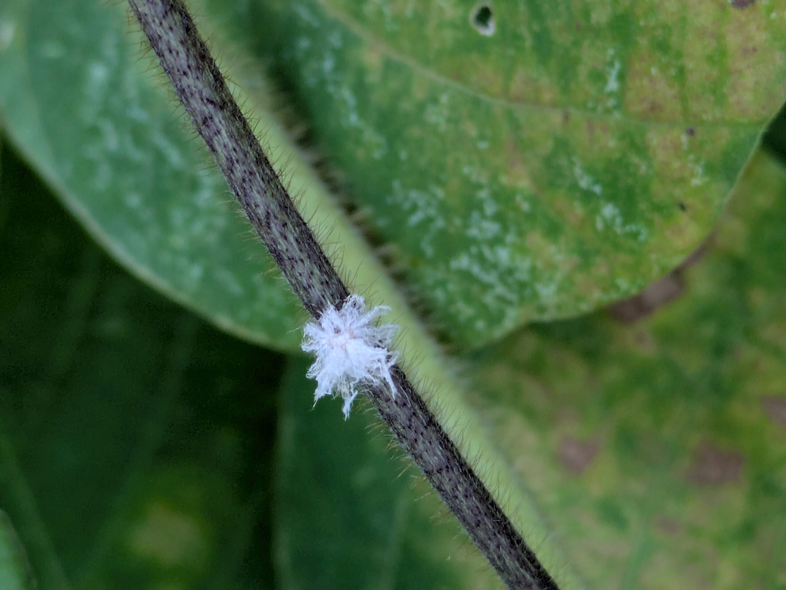 クズの茎に付いていた白い蝋物質をまとったハゴロモ類の幼虫