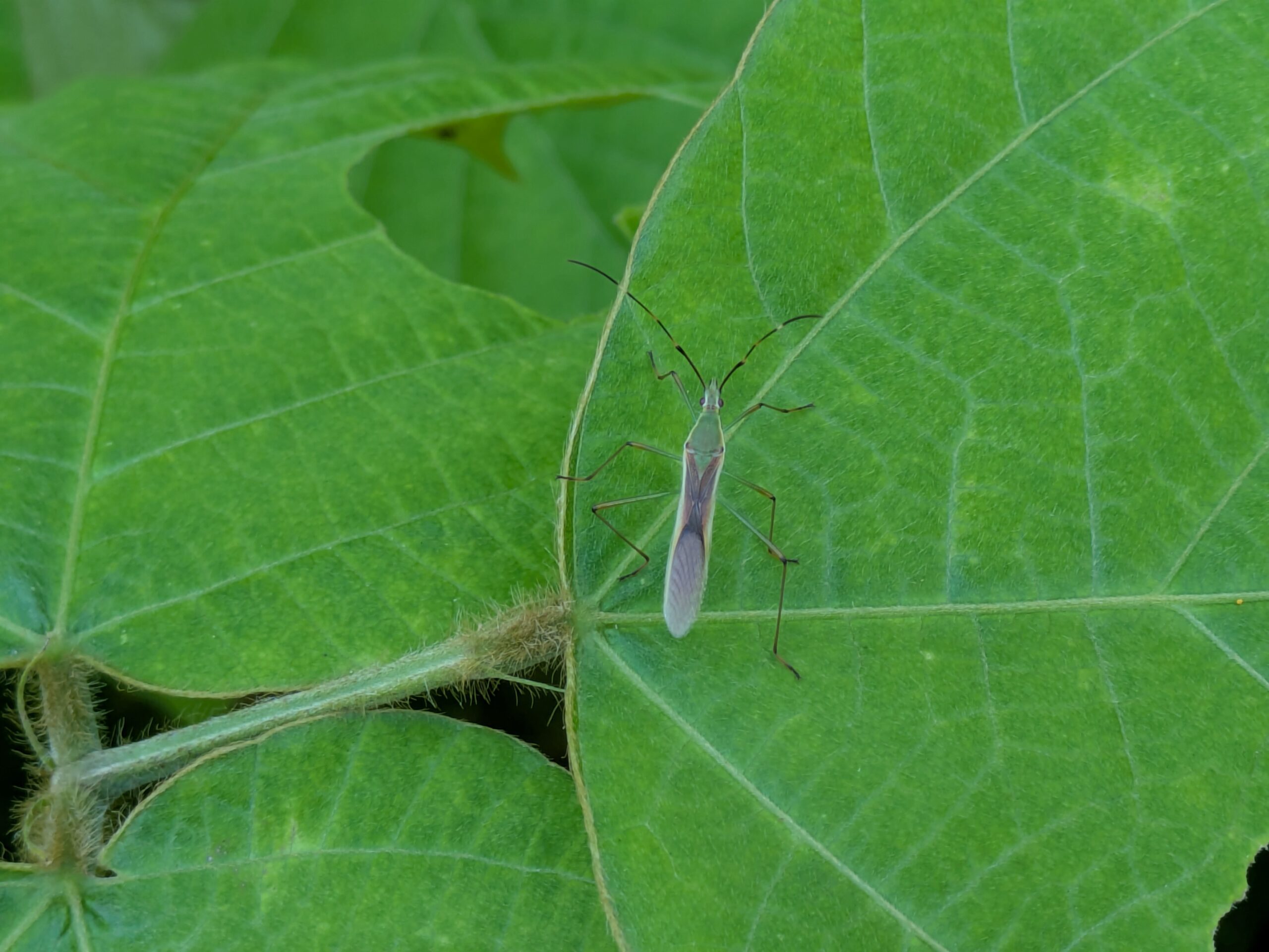 卯辰山花菖蒲園の葉に止まる細長いクモヘリカメムシ