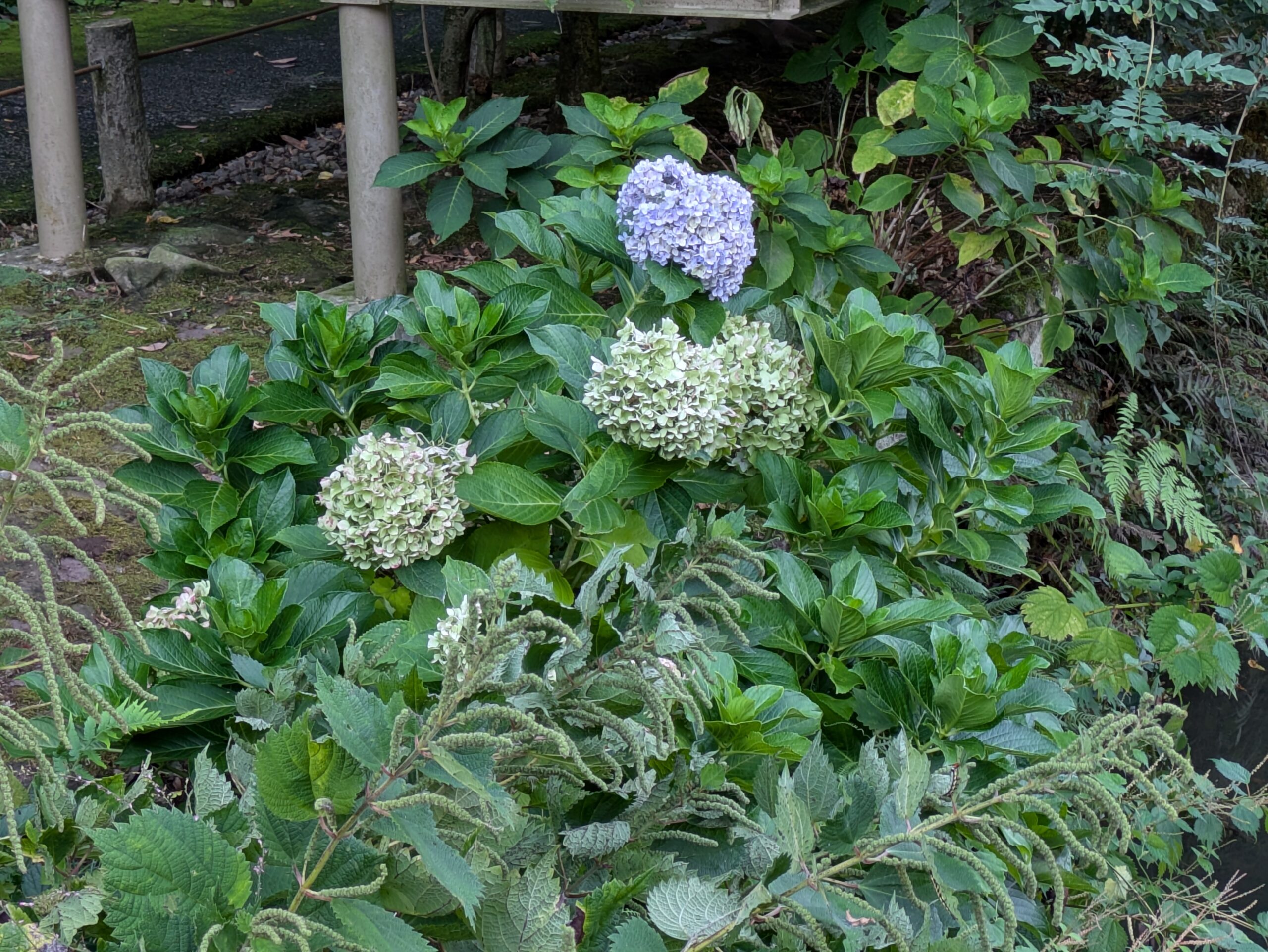 卯辰山花菖蒲園の日陰に植えられたアジサイ