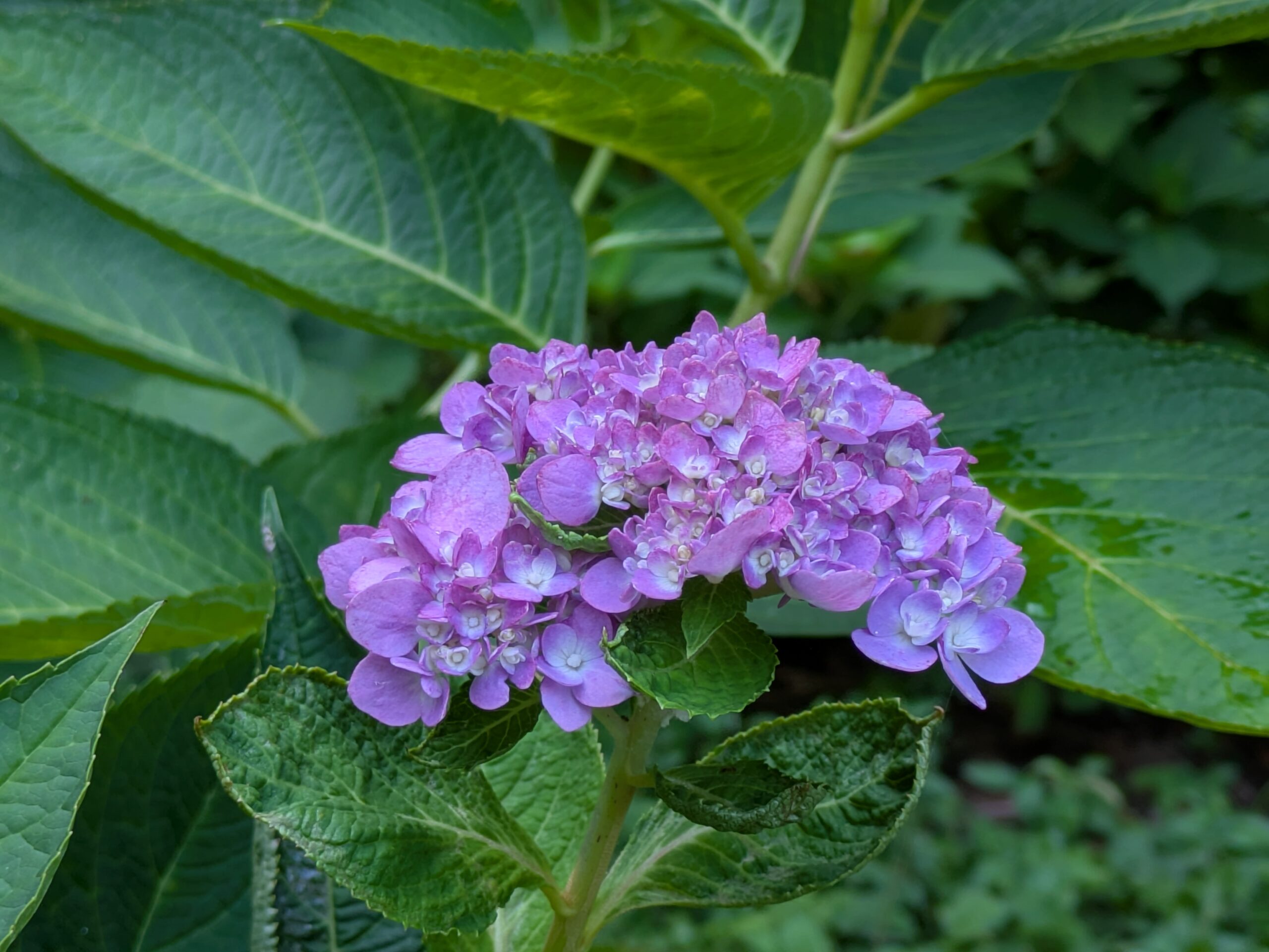 9月の卯辰山花菖蒲園で咲いていた紫色のアジサイ