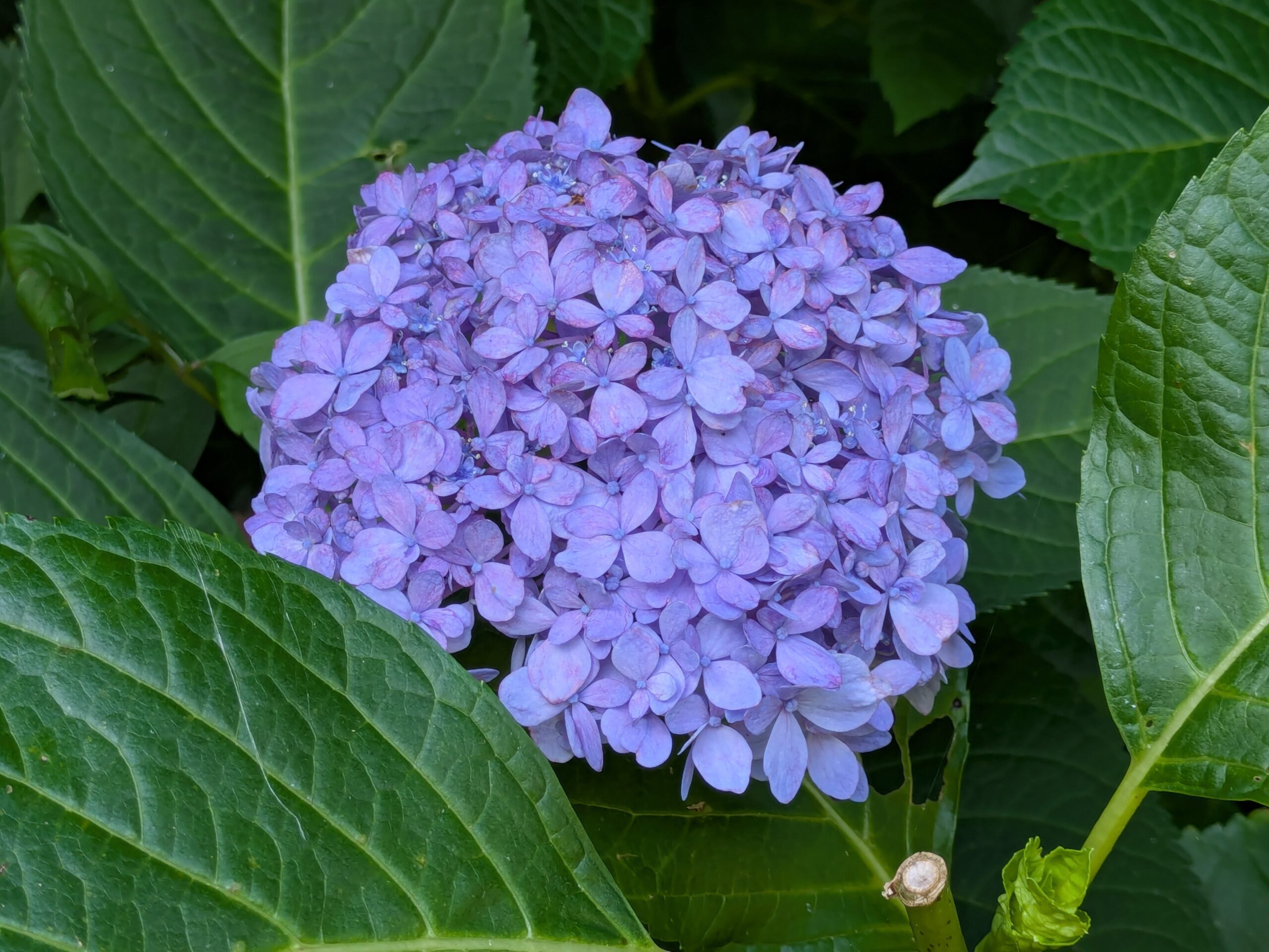 卯辰山花菖蒲園に残っていた青紫色のアジサイ
