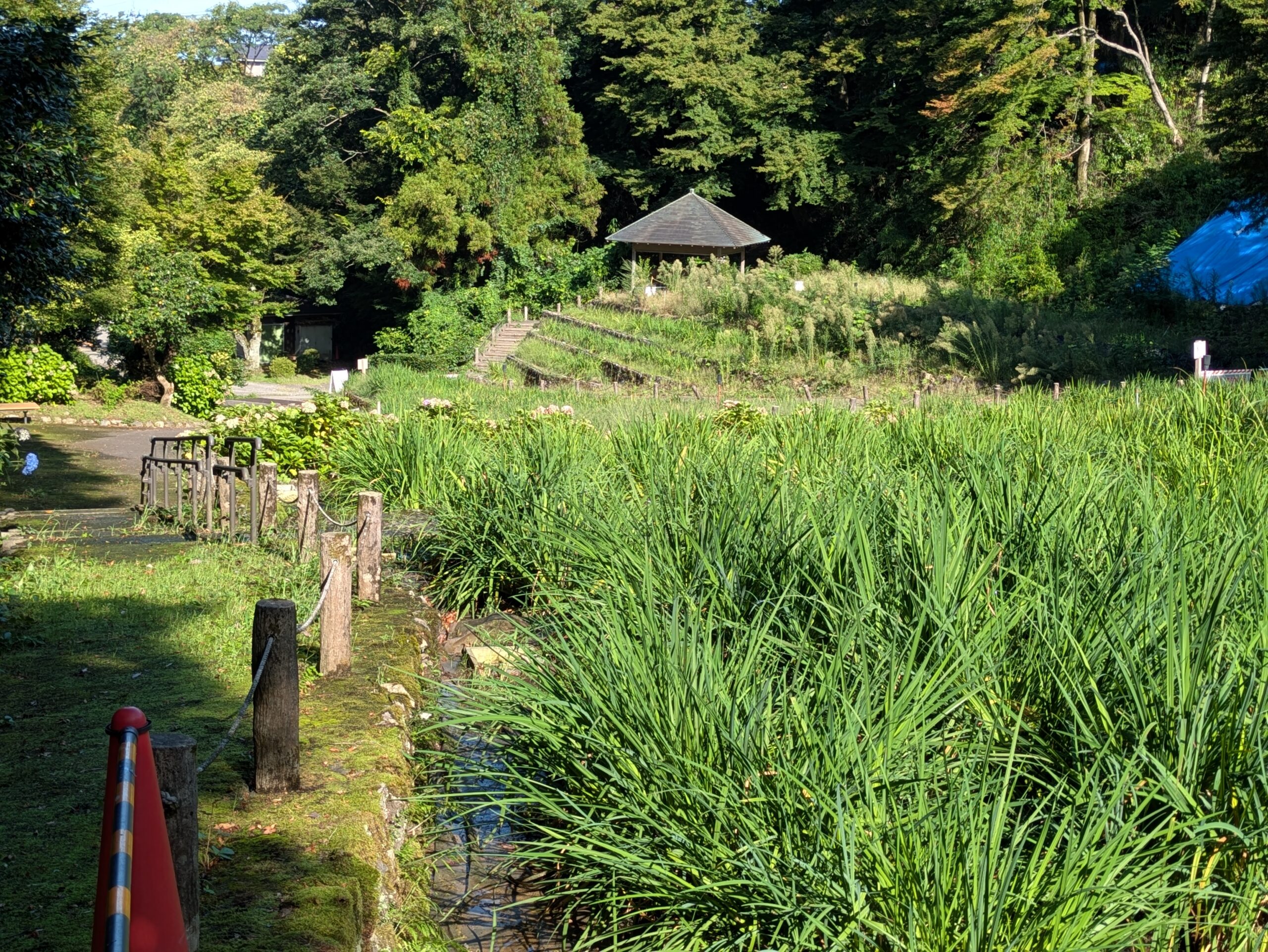 9月の卯辰山花菖蒲園に広がる花菖蒲の葉