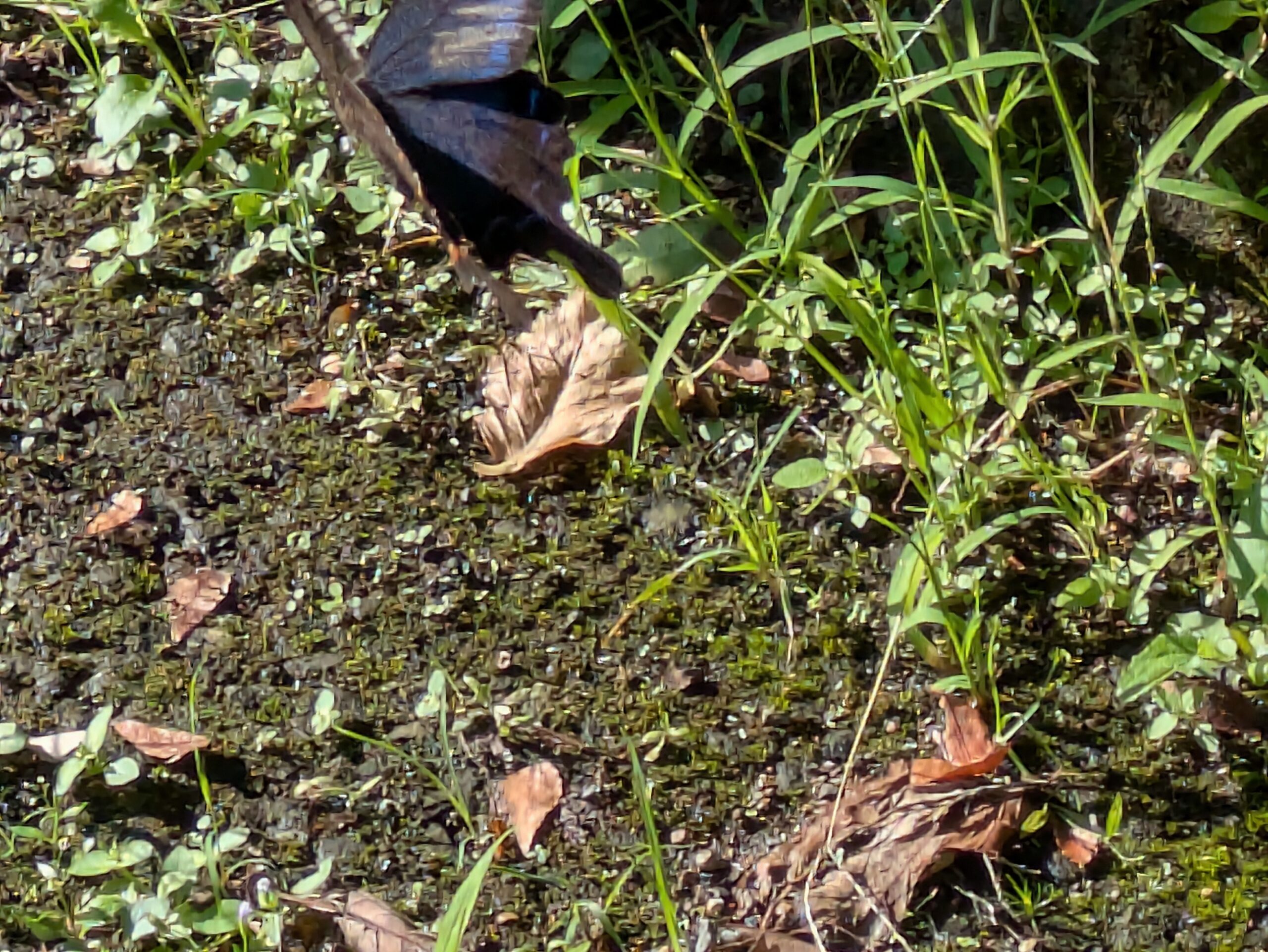 卯辰山花菖蒲園で見つけたカラスアゲハ