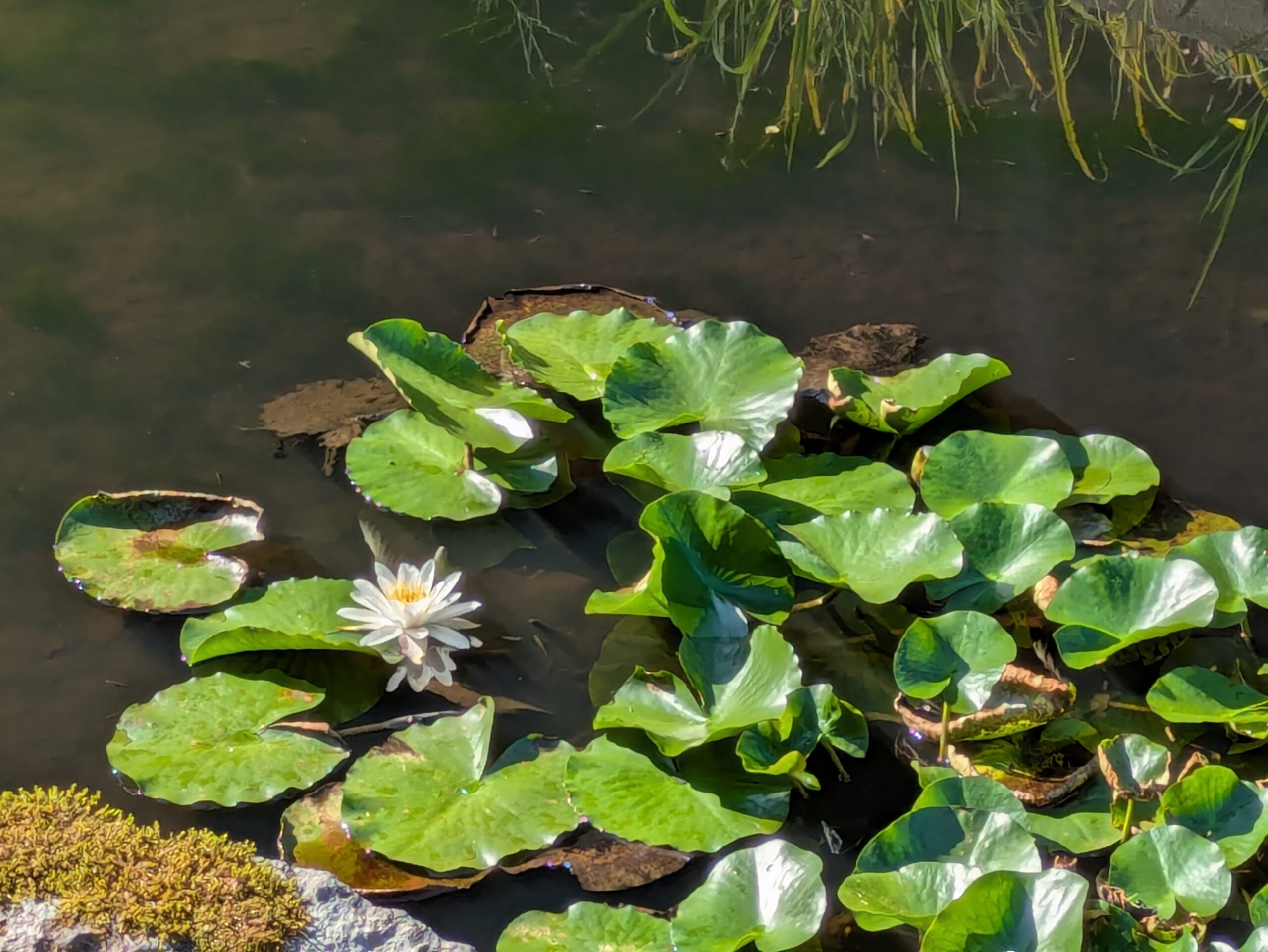 卯辰山花菖蒲園の水辺で咲いていた白いスイレン