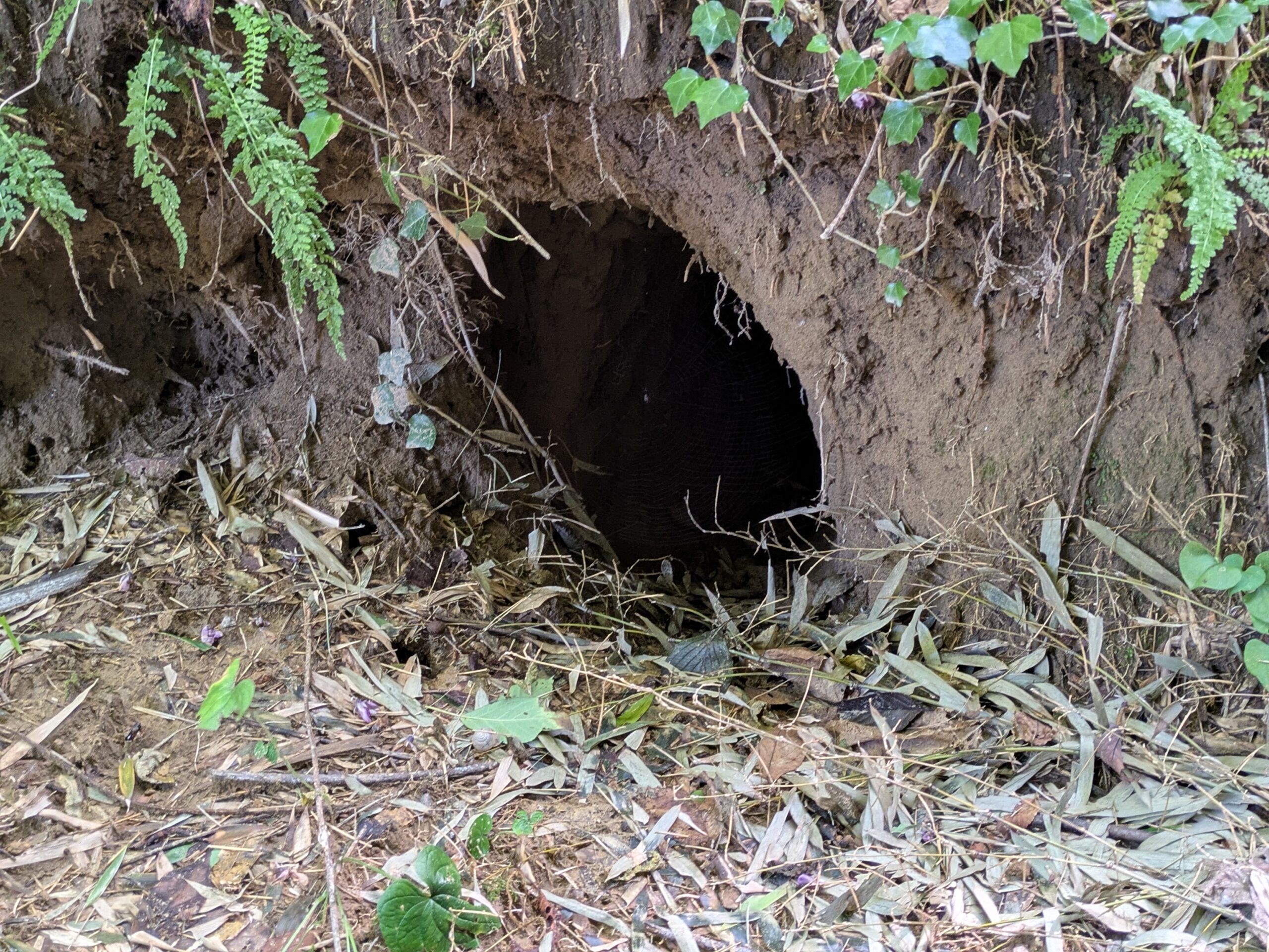 竹林の山道脇の斜面に開いていた大きな巣穴