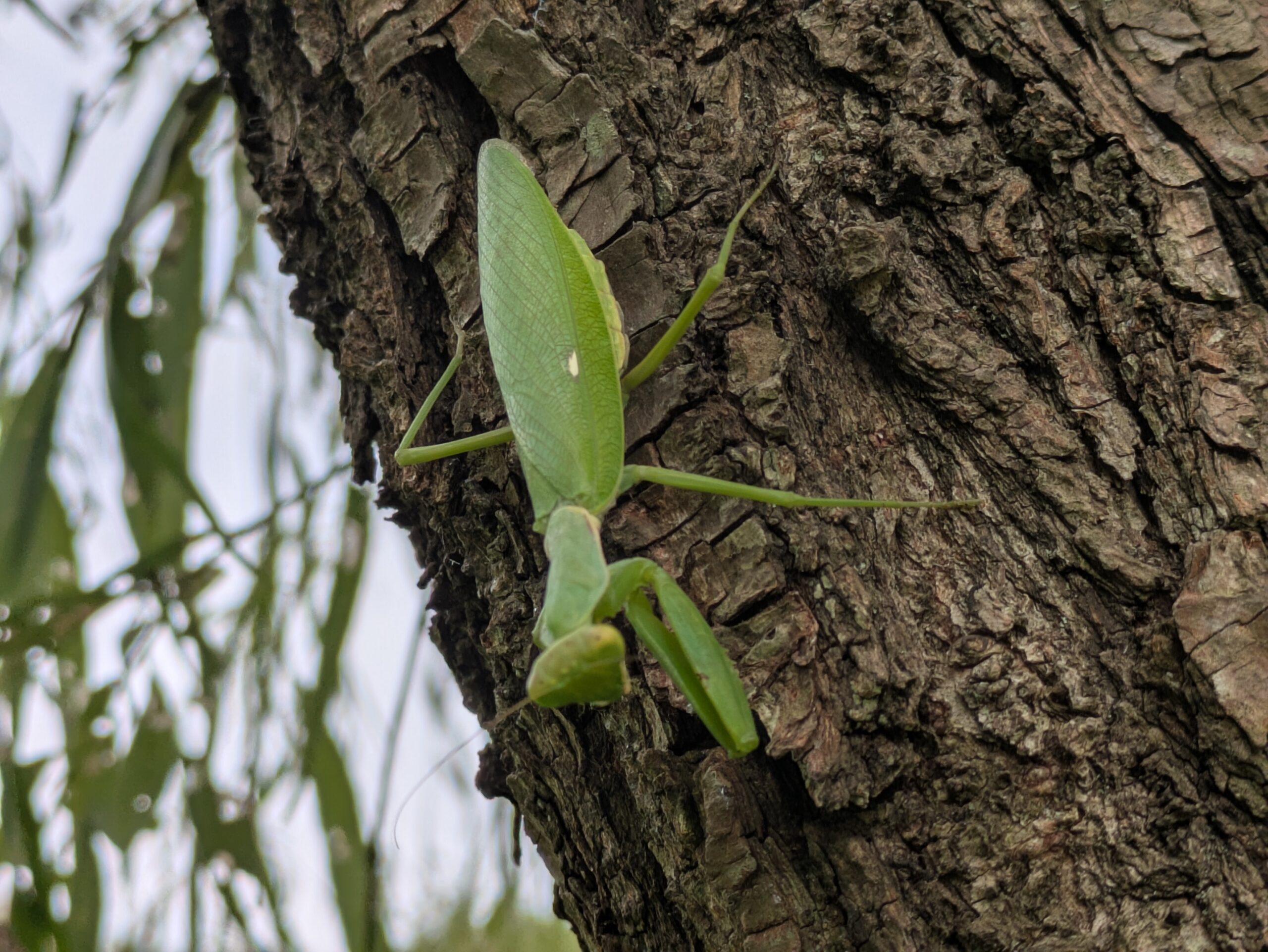 柳の木の幹を歩くハラビロカマキリ
