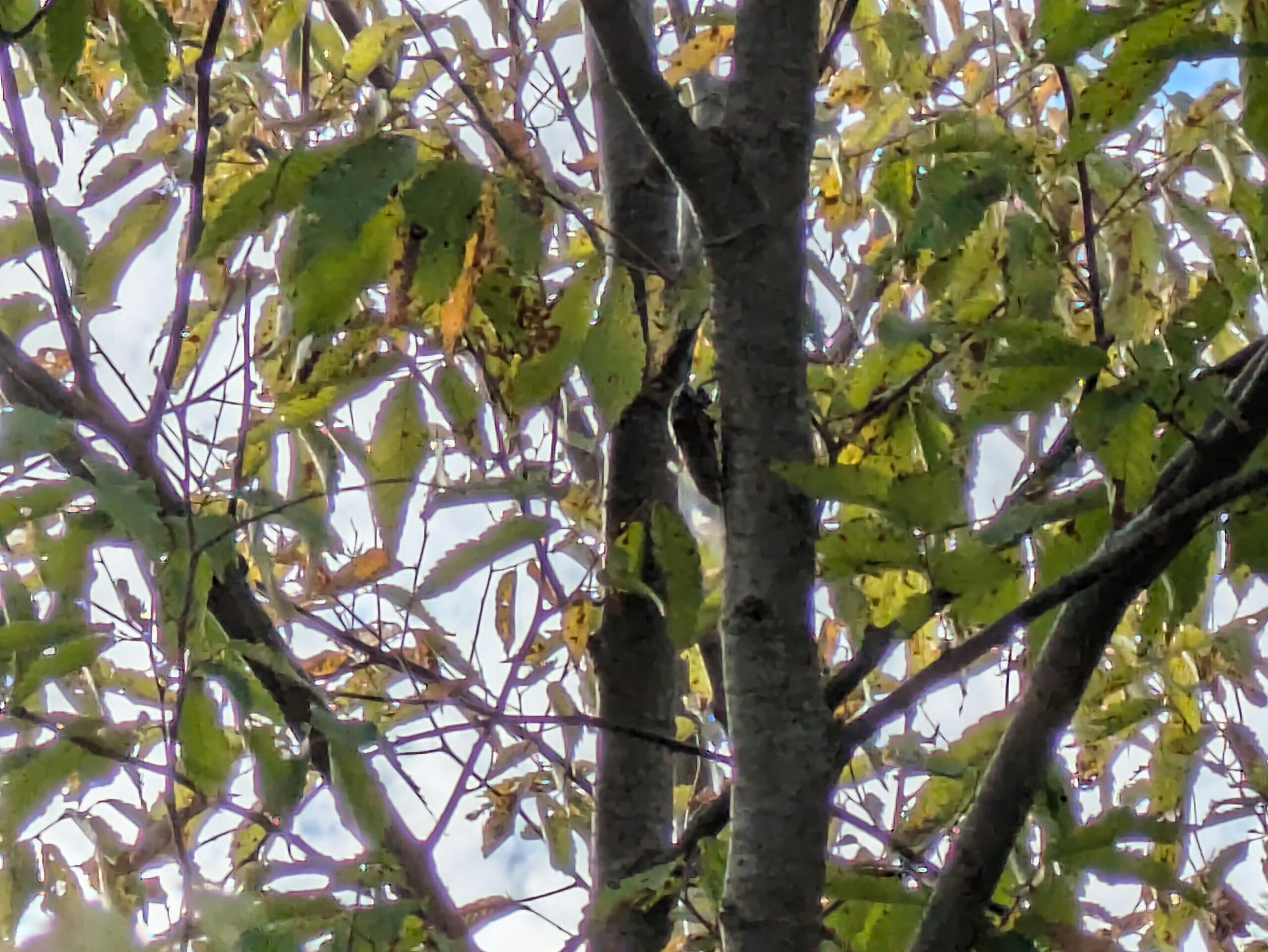 9月のこなん水辺公園の木に止まるスジアカクマゼミ