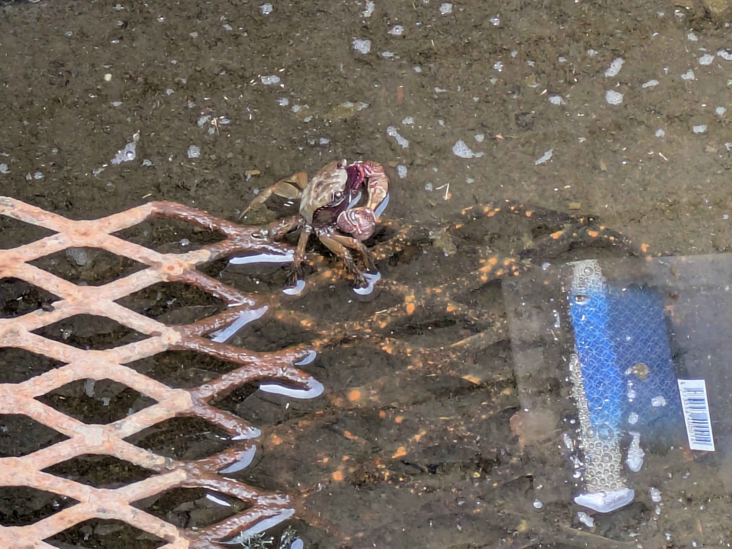 大野お台場公園の水路で見つけたクロベンケイガニ