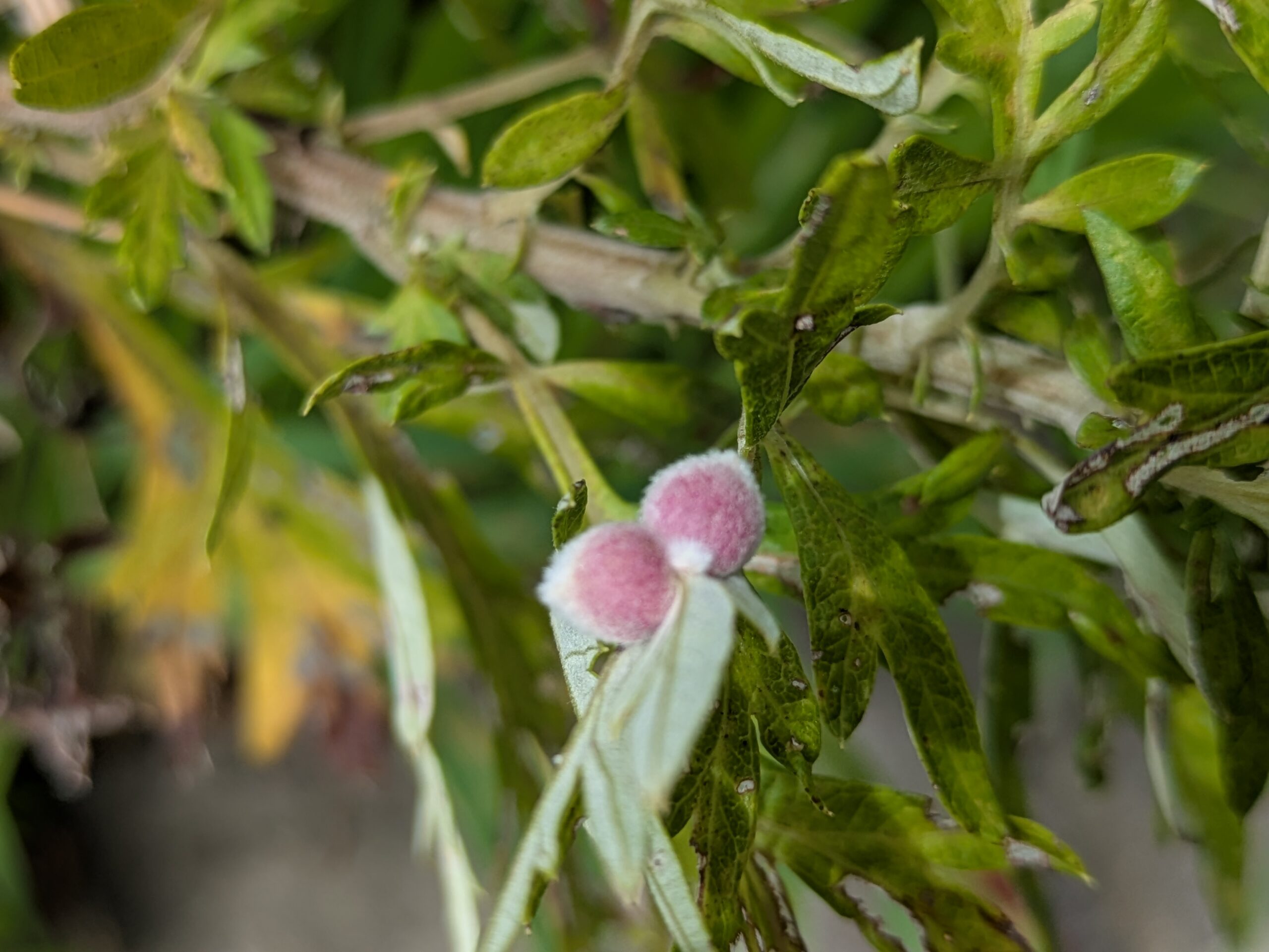ヨモギの葉にできたピンク色の虫こぶ