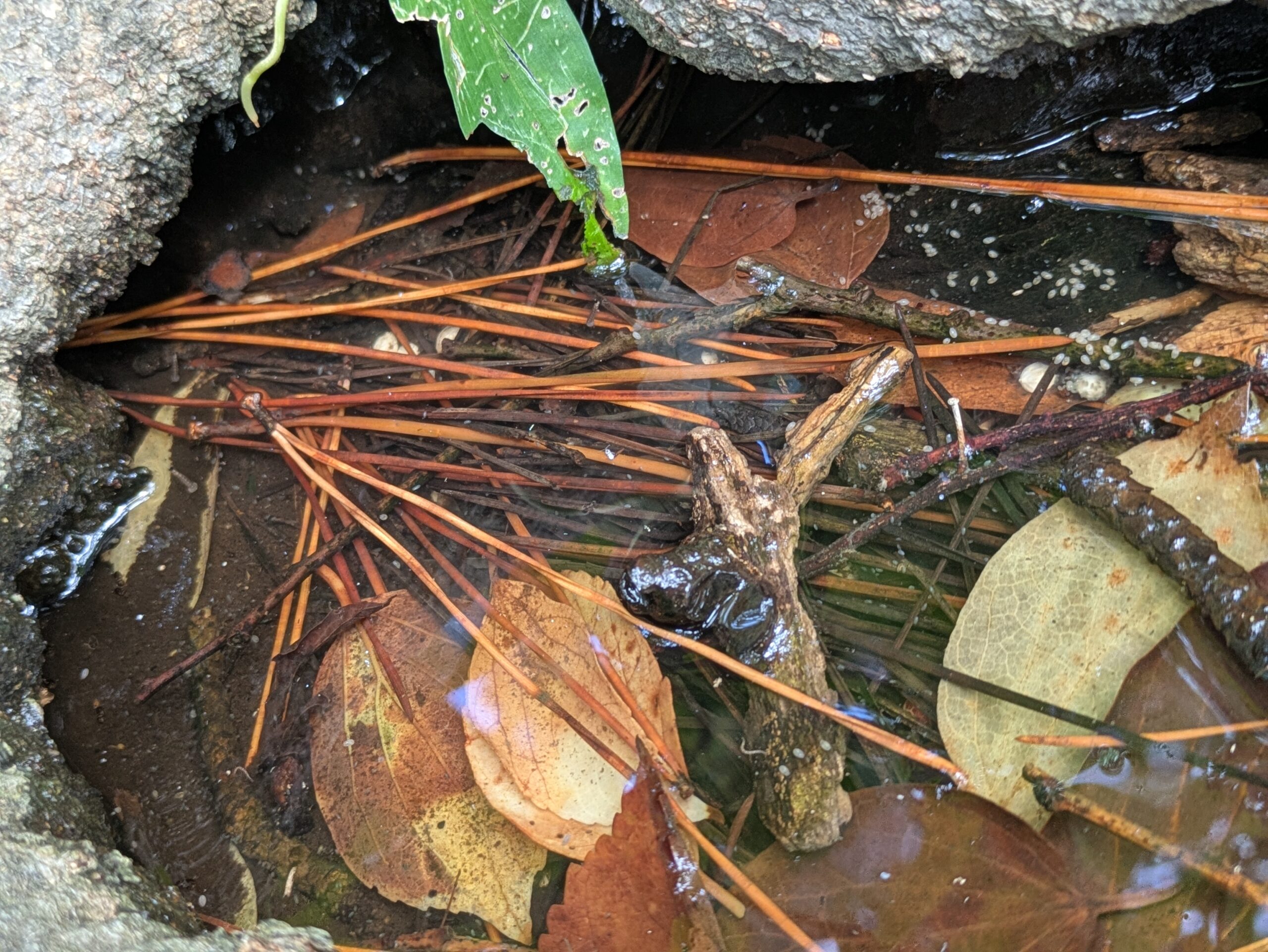 エノキの樹洞に溜まった樹洞水と落ち葉