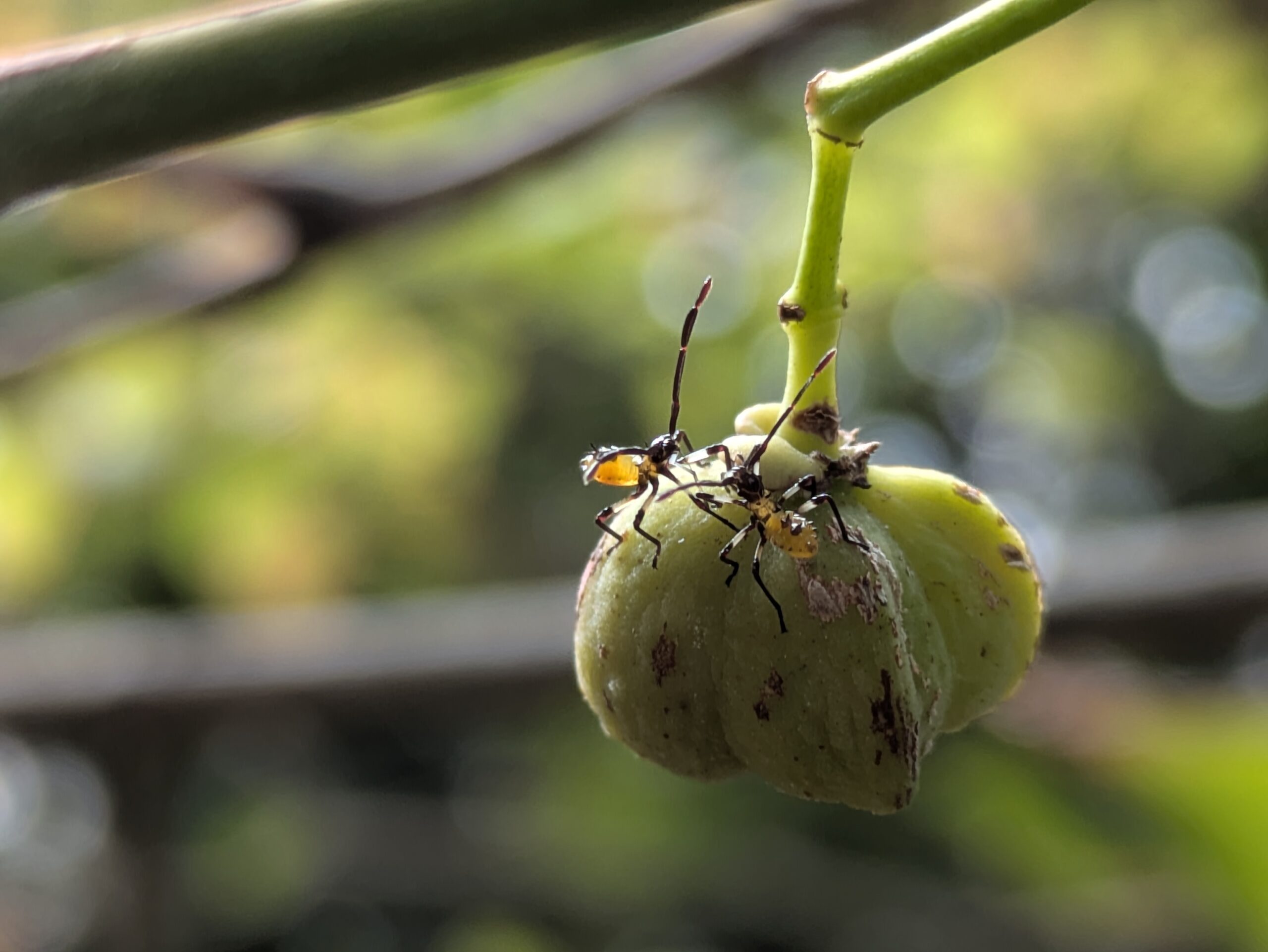 透明感のある緑色をしたキベラヘリカメムシの幼虫