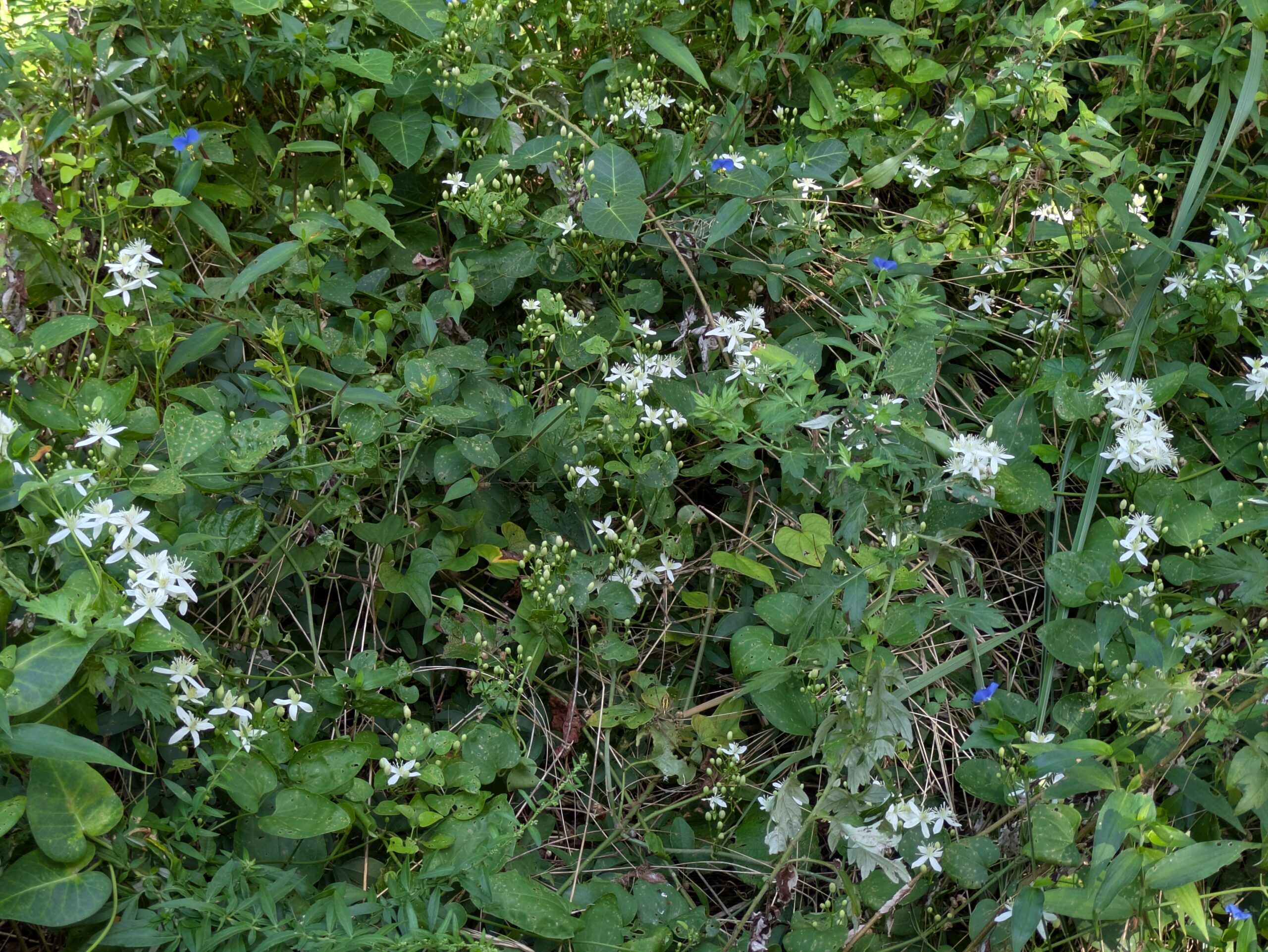 大野やすらぎの林に咲いていたセンニンソウの白い花