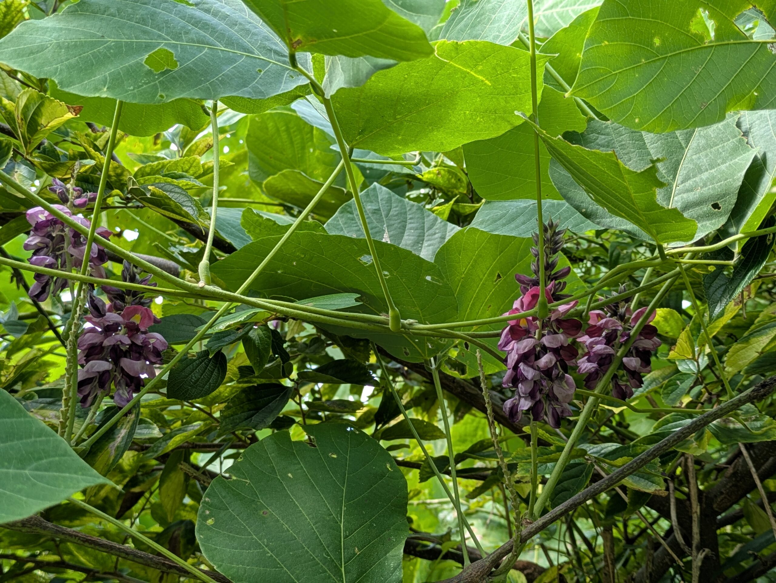 9月に見つけた葛の花