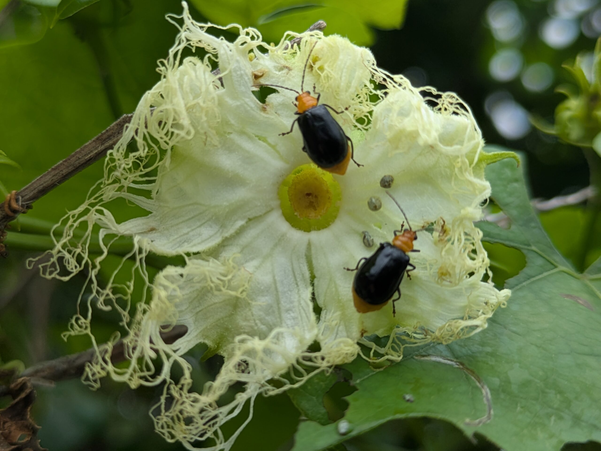 キカラスウリの花にかじりつくクロウリハムシ