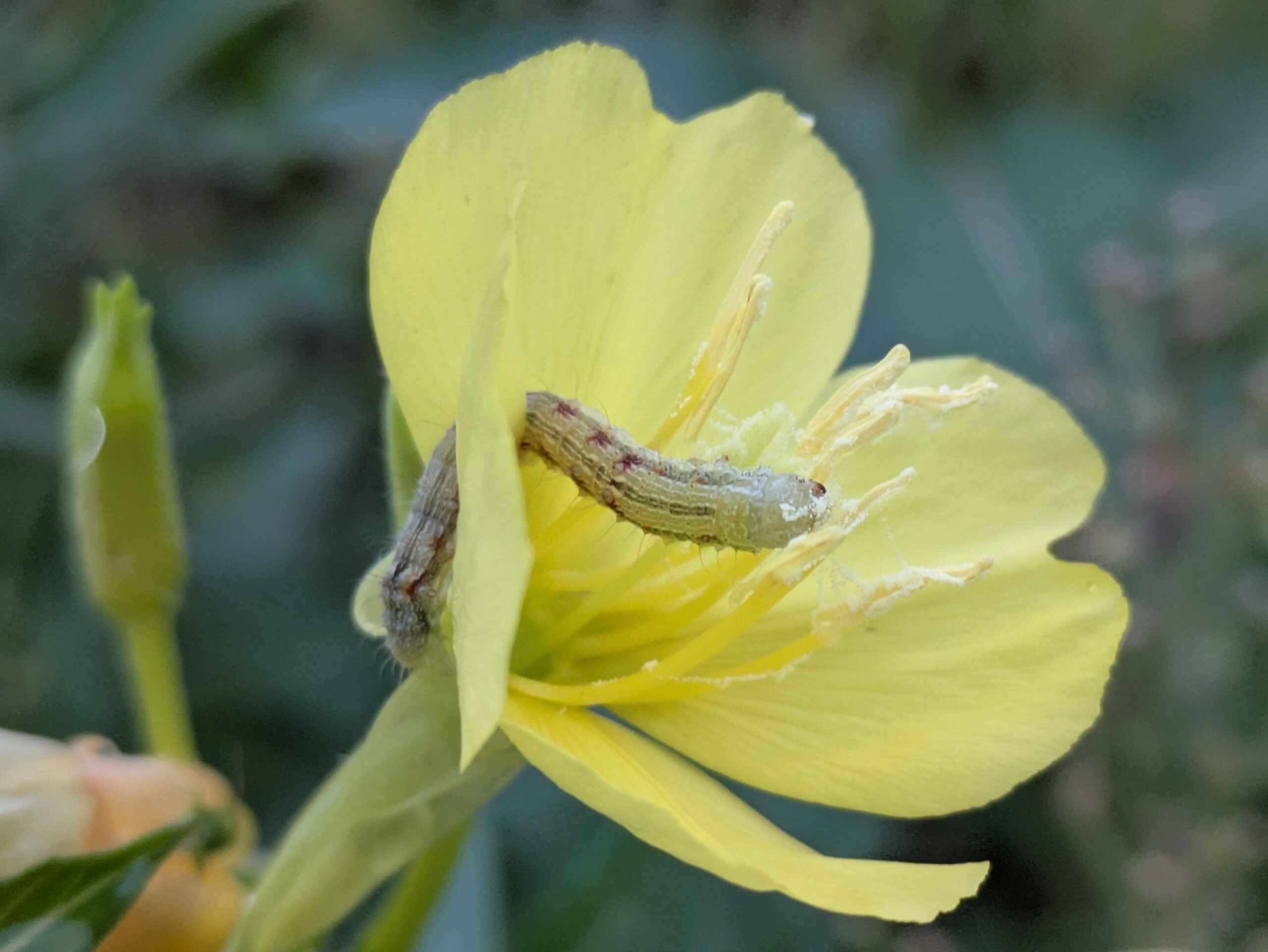 オオマツヨイグサの花粉を食べる小さなヤガの幼虫