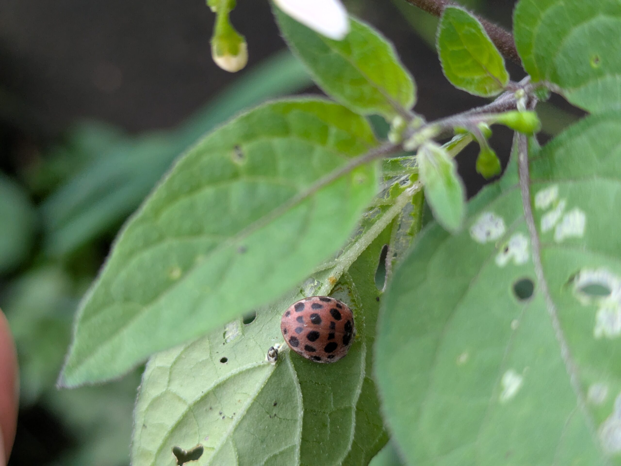植物の葉についていたニジュウヤホシテントウ