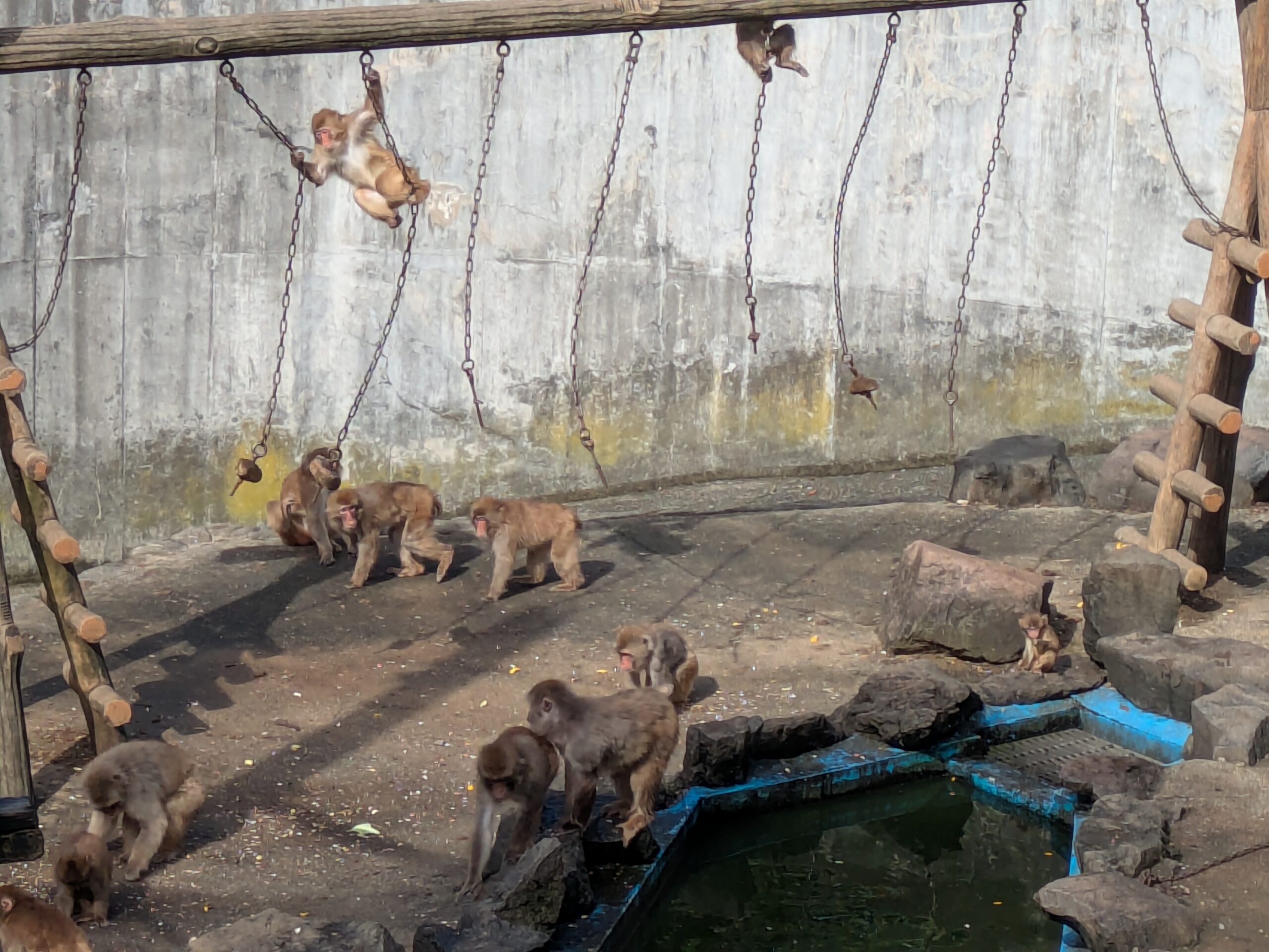 石川県森林公園の猿山で暮らすニホンザル