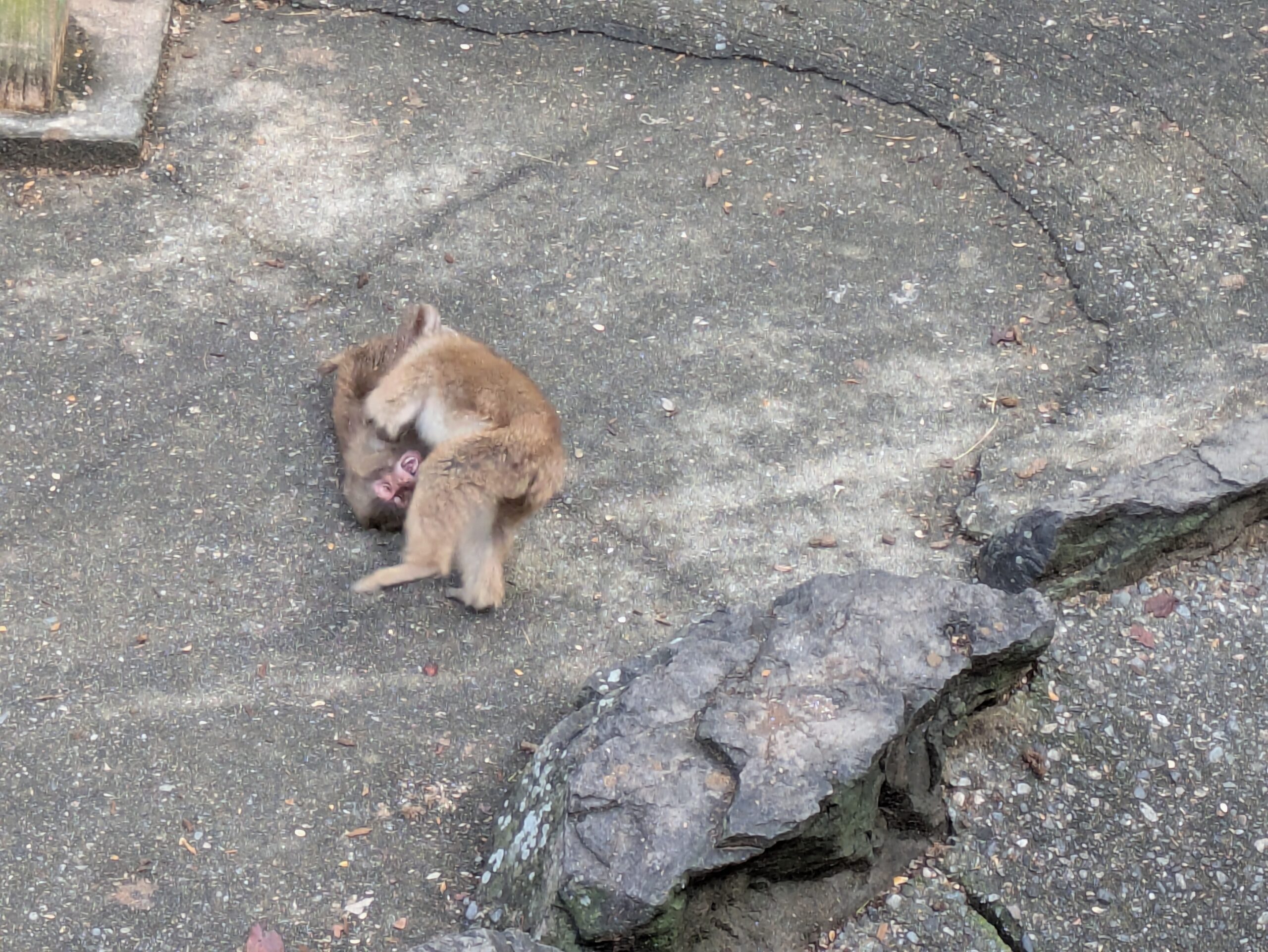 じゃれ合って遊ぶ森林動物園の子ザル