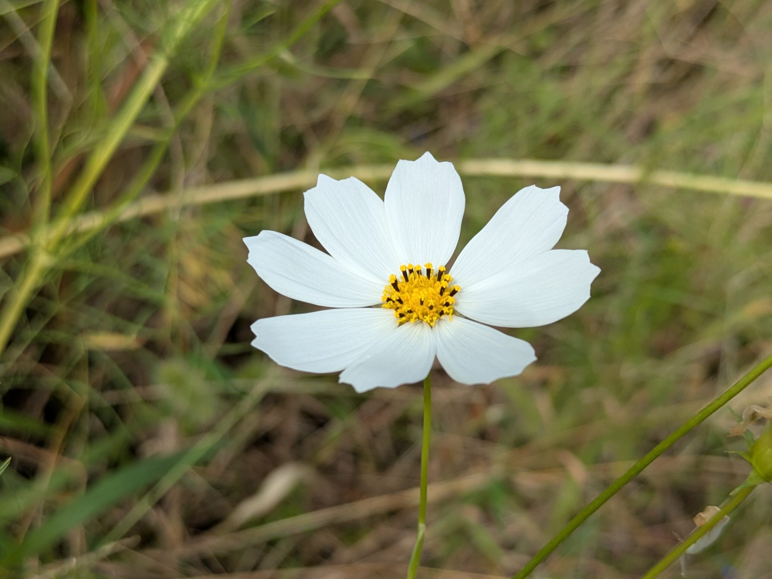 白いコスモスの花