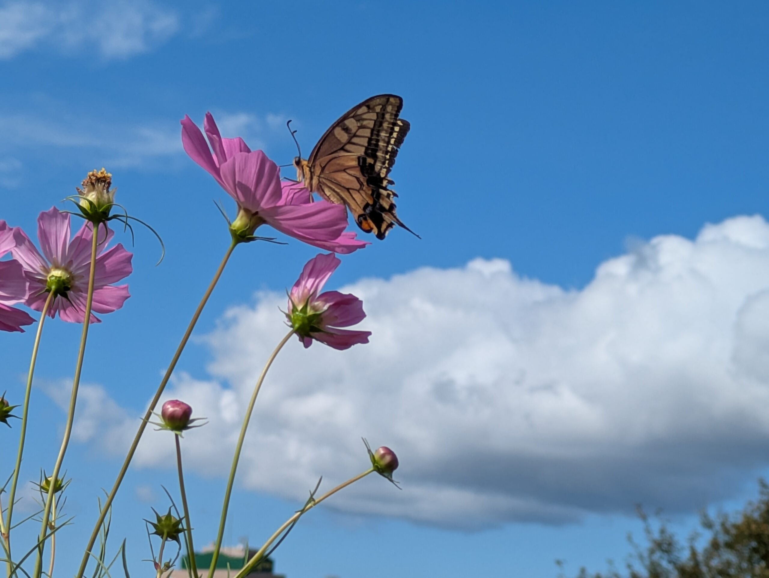 青空を背景にコスモスで吸蜜するアゲハチョウ