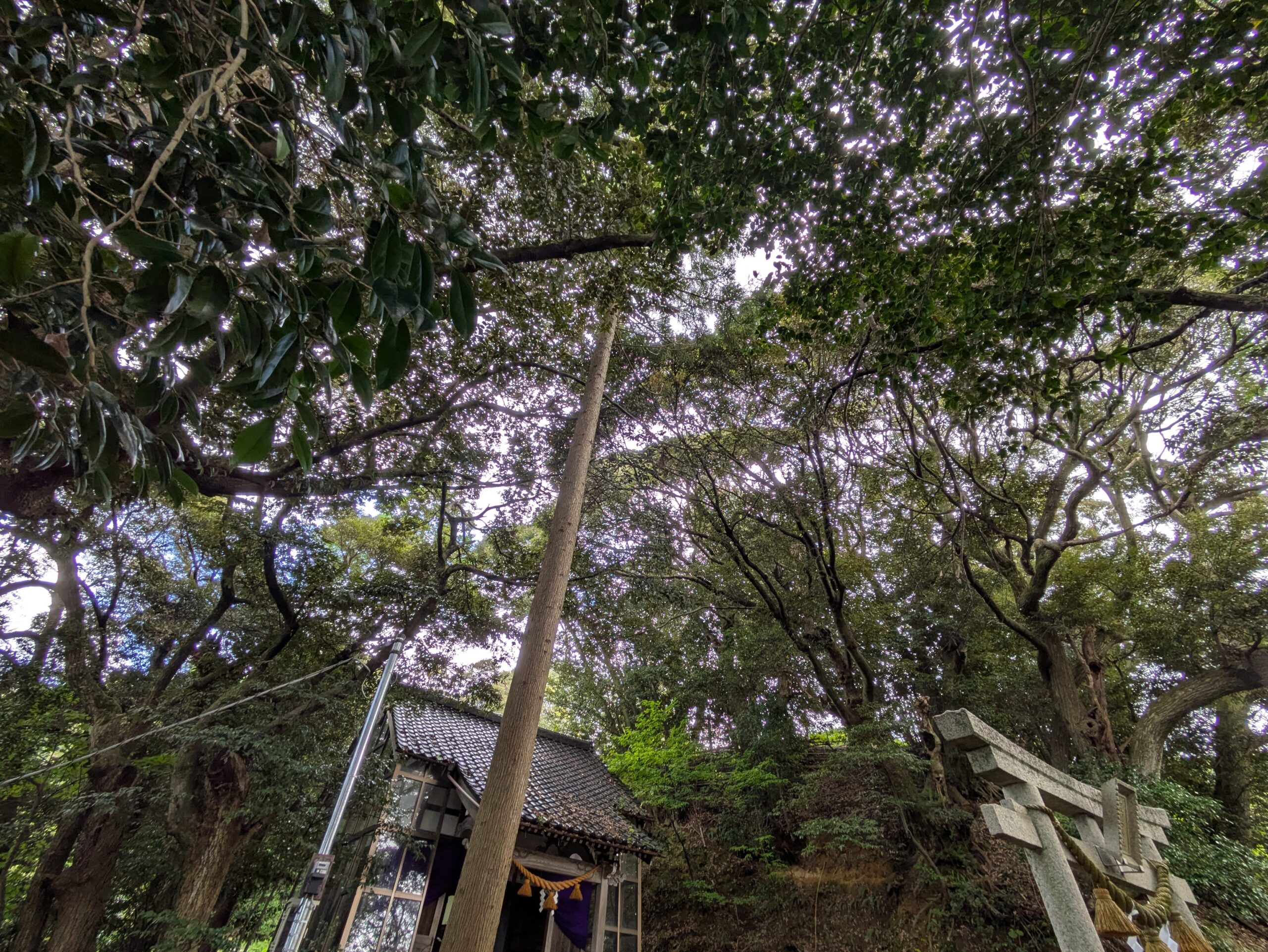 花園神社の境内を囲む大きな木々