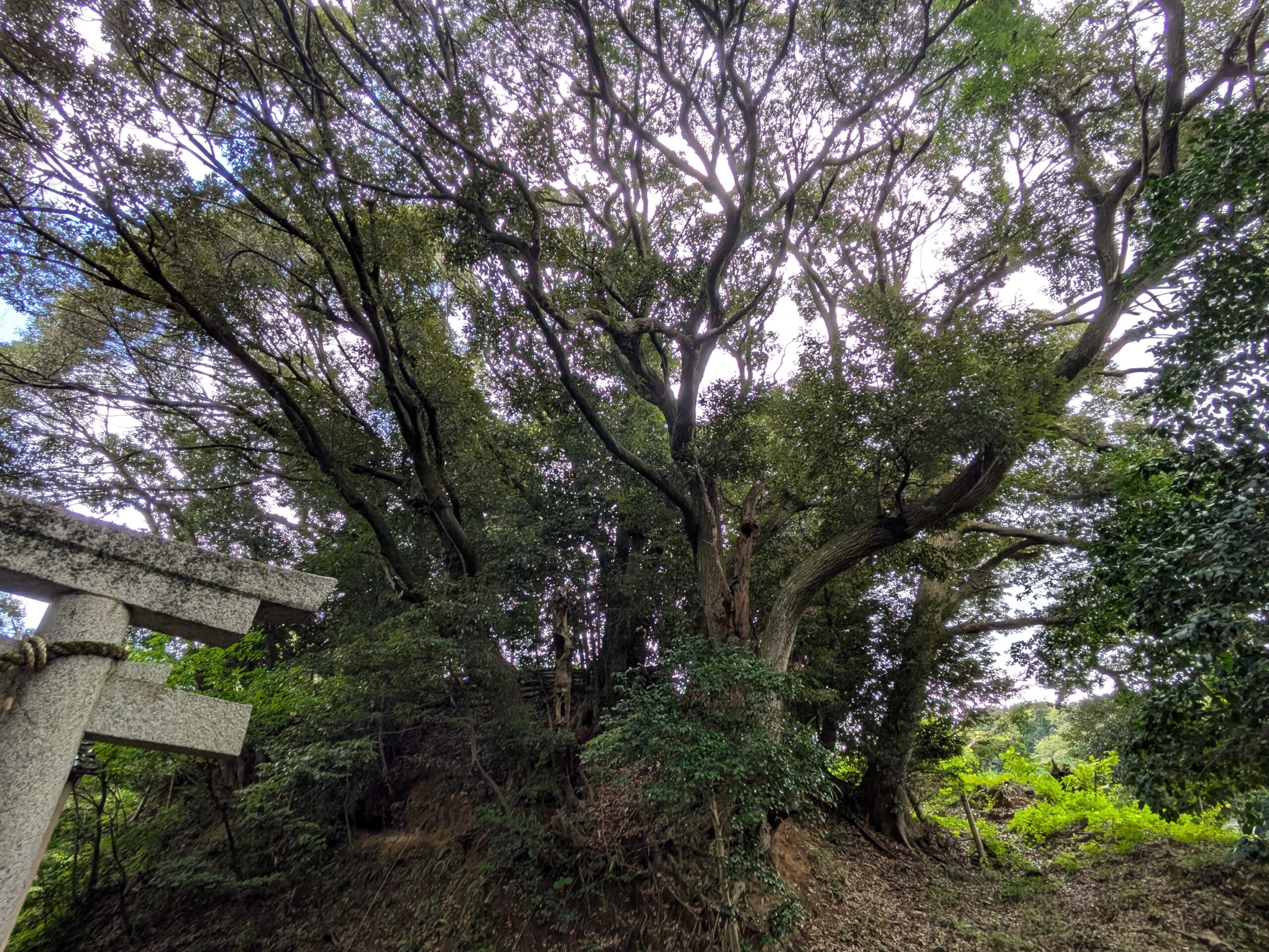 花園神社に生える太い幹の大木
