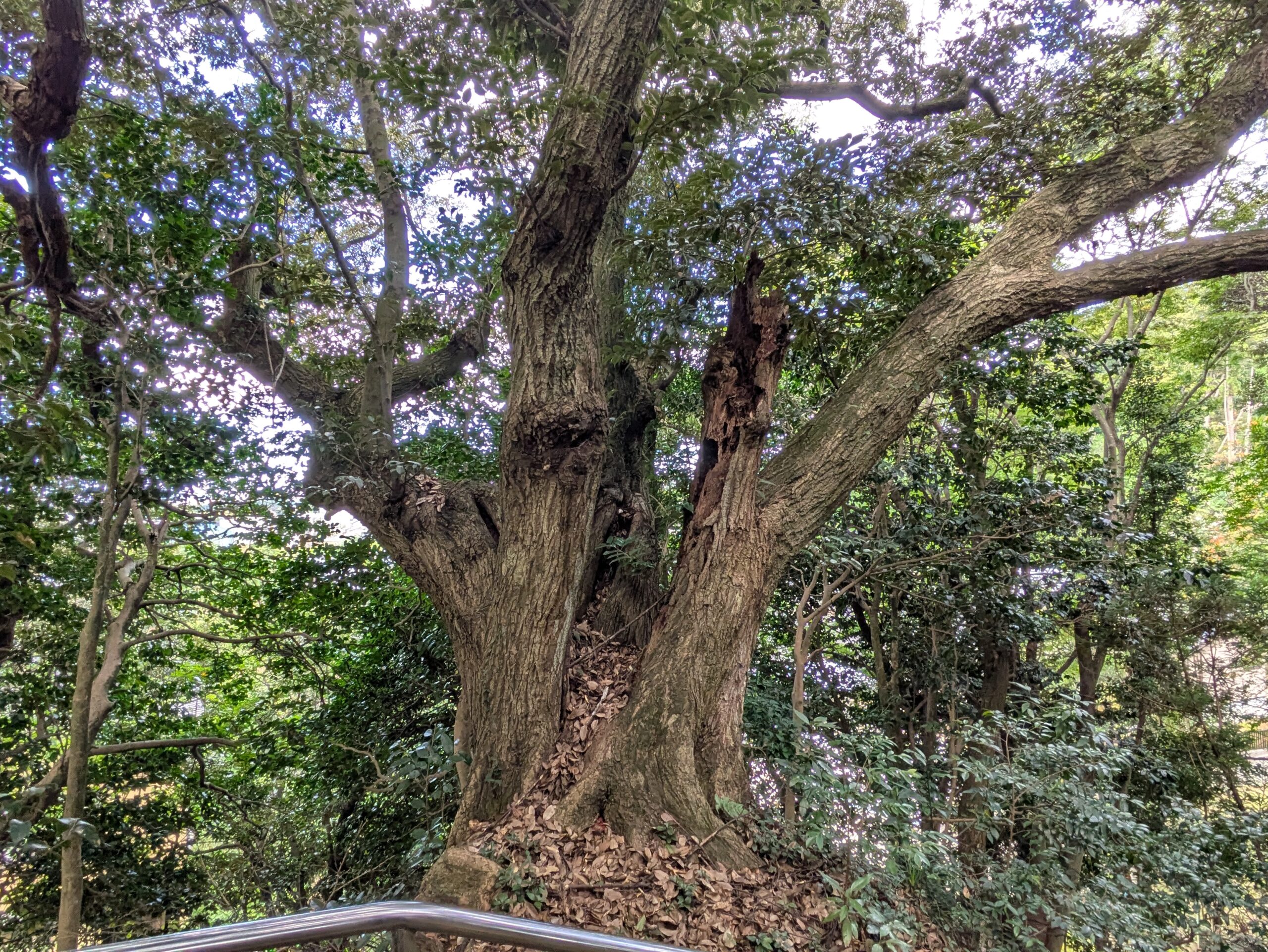 花園神社境内の大木