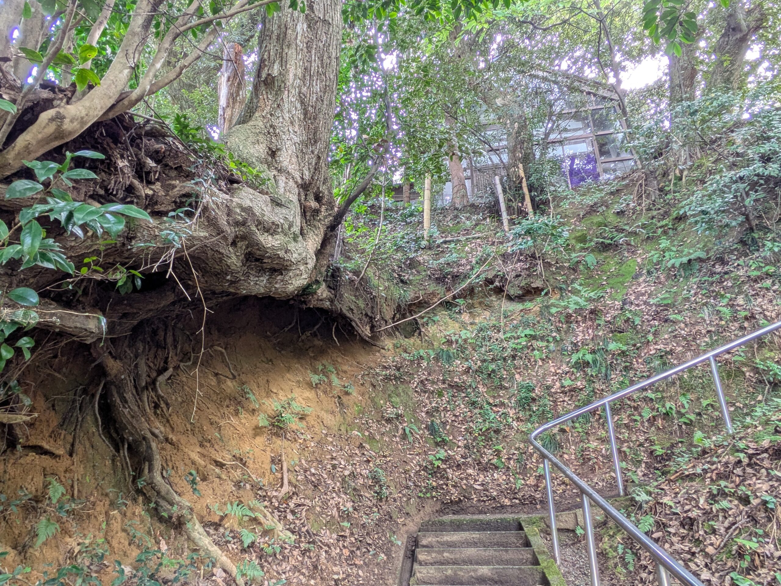 花園神社の斜面で土がえぐれて露出した木の根