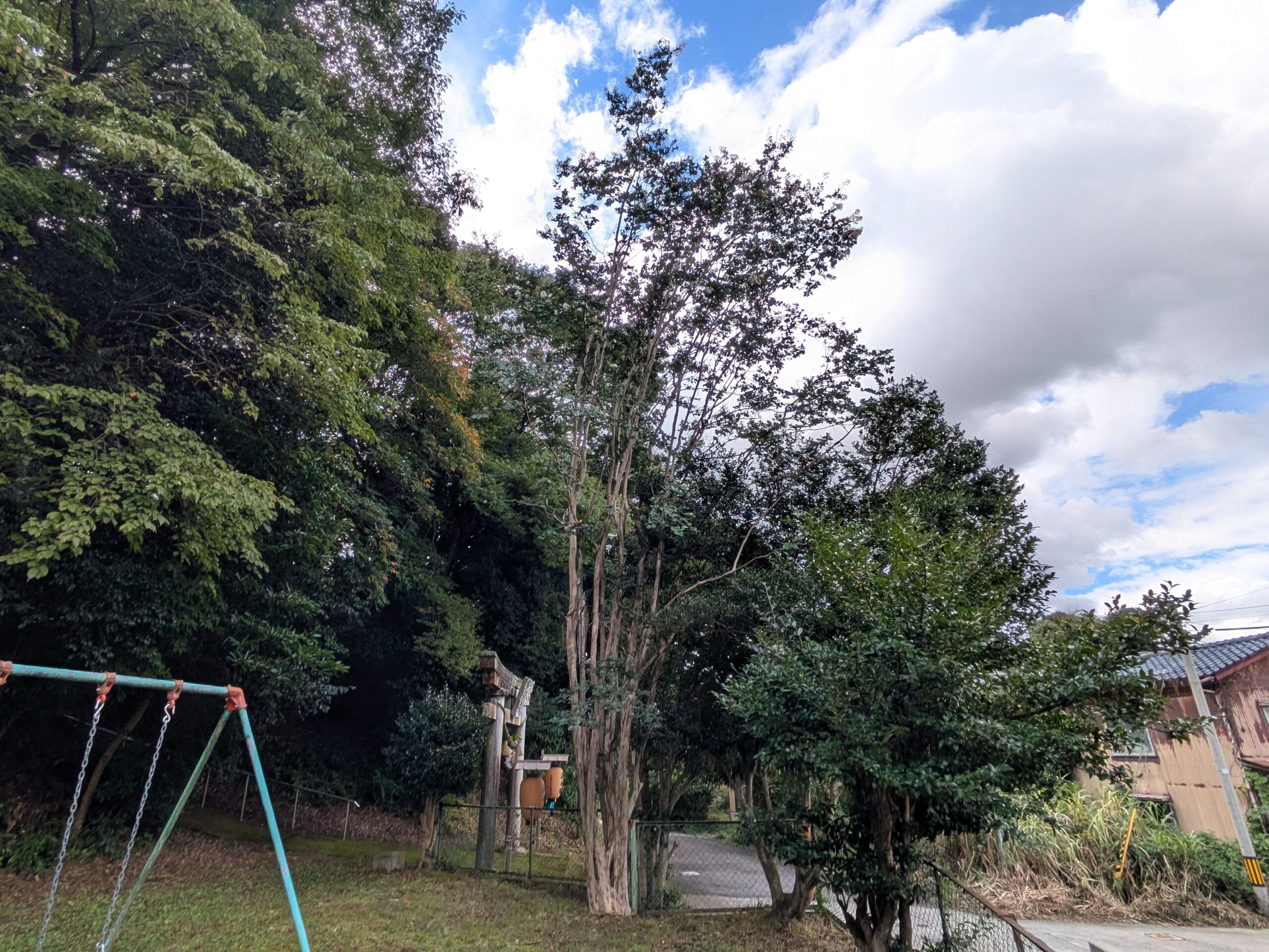 花園神社の隣の公園に生える大きなサルスベリ