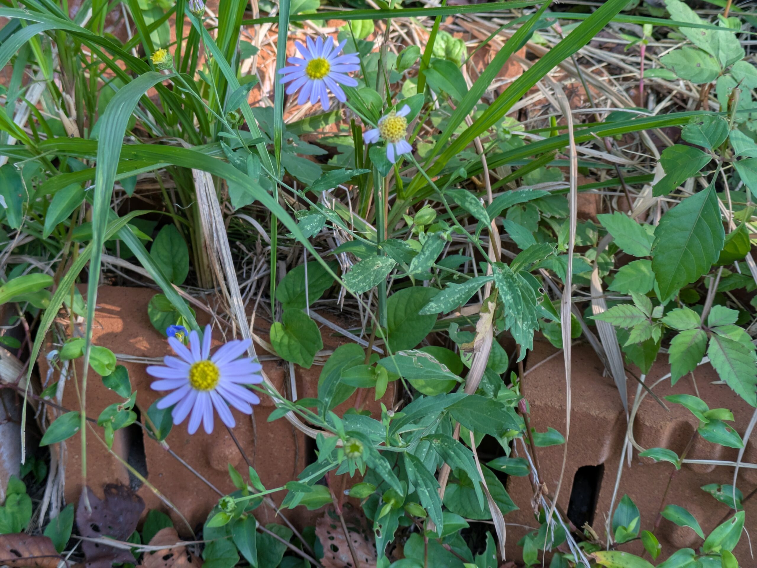 伏見川沿いの花壇のような場所に咲いていた空色のキク科の花