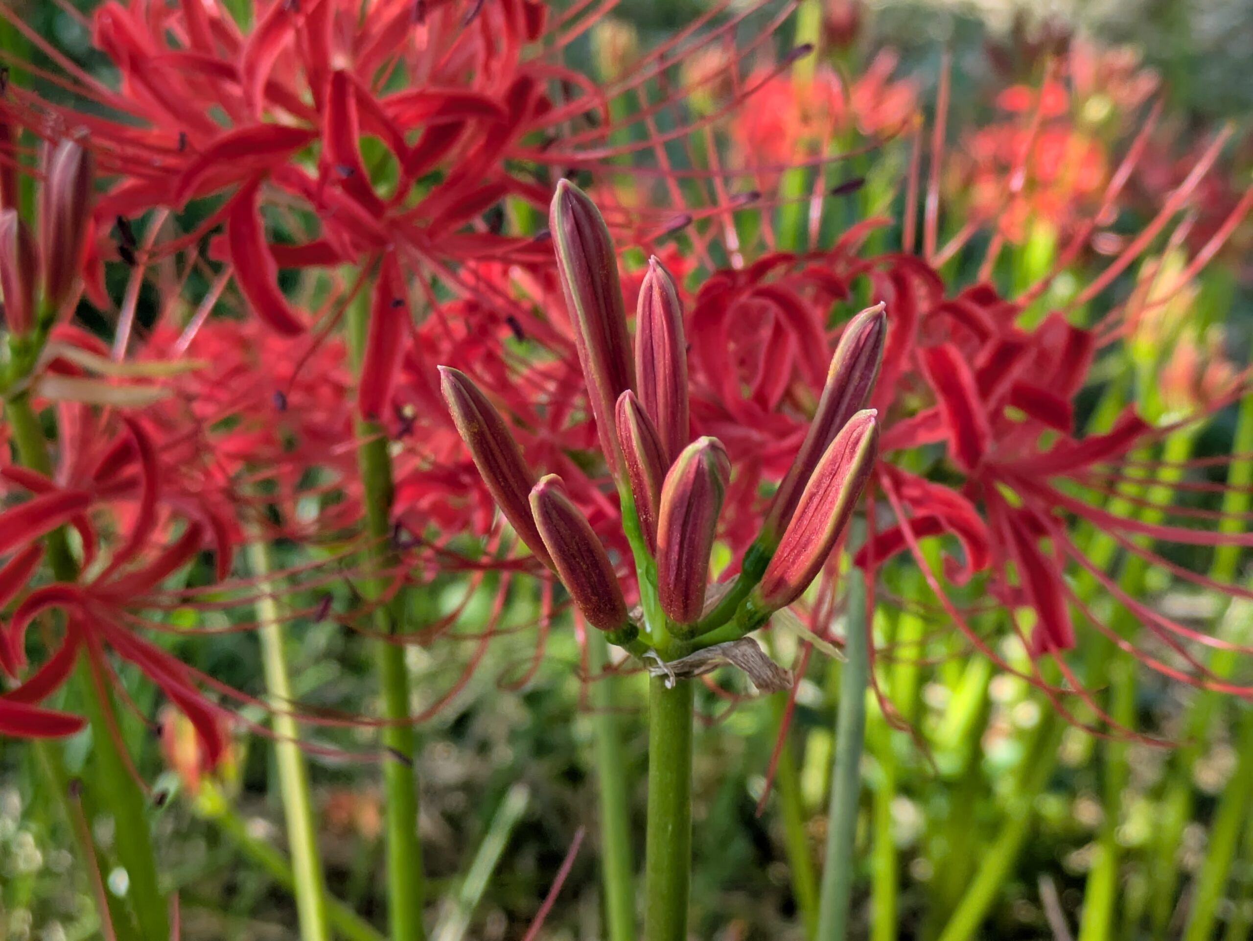 開花前の彼岸花の蕾