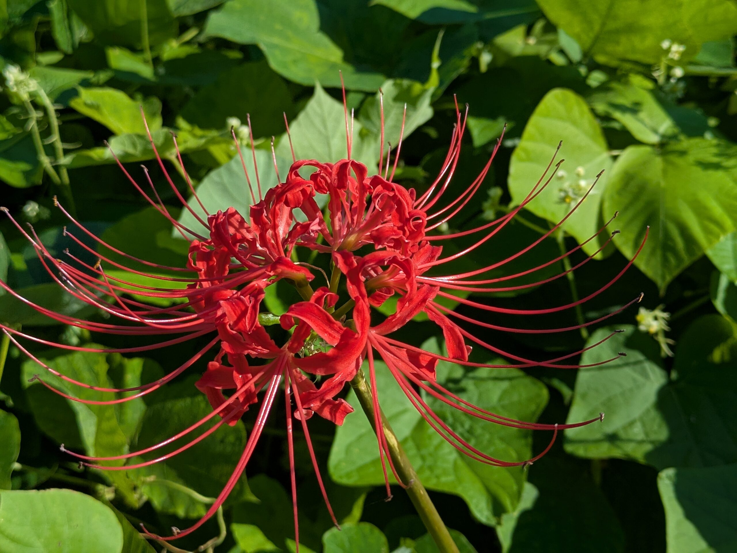 大きく花を開いた赤い彼岸花