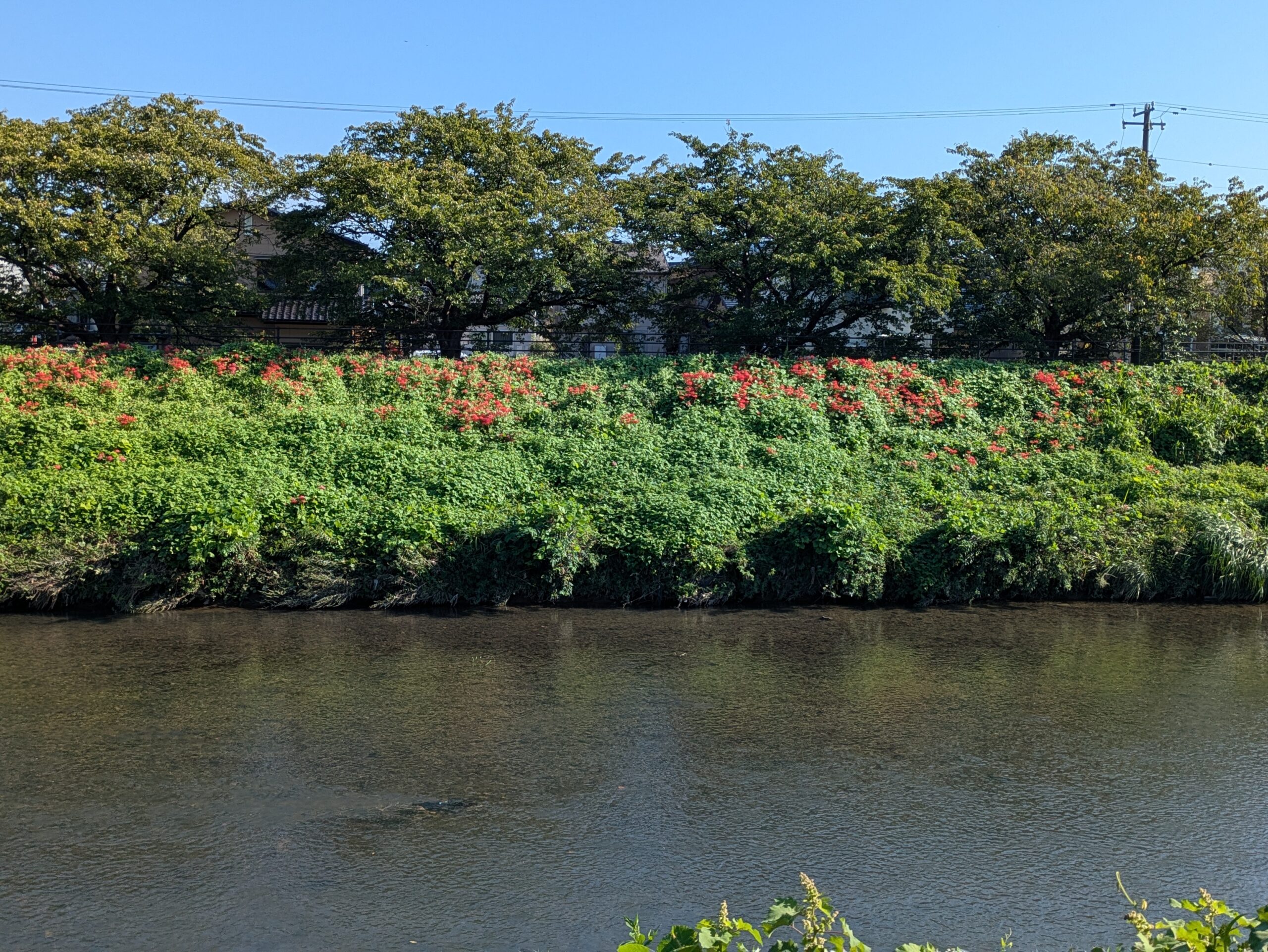 伏見川の対岸に並んで咲く彼岸花