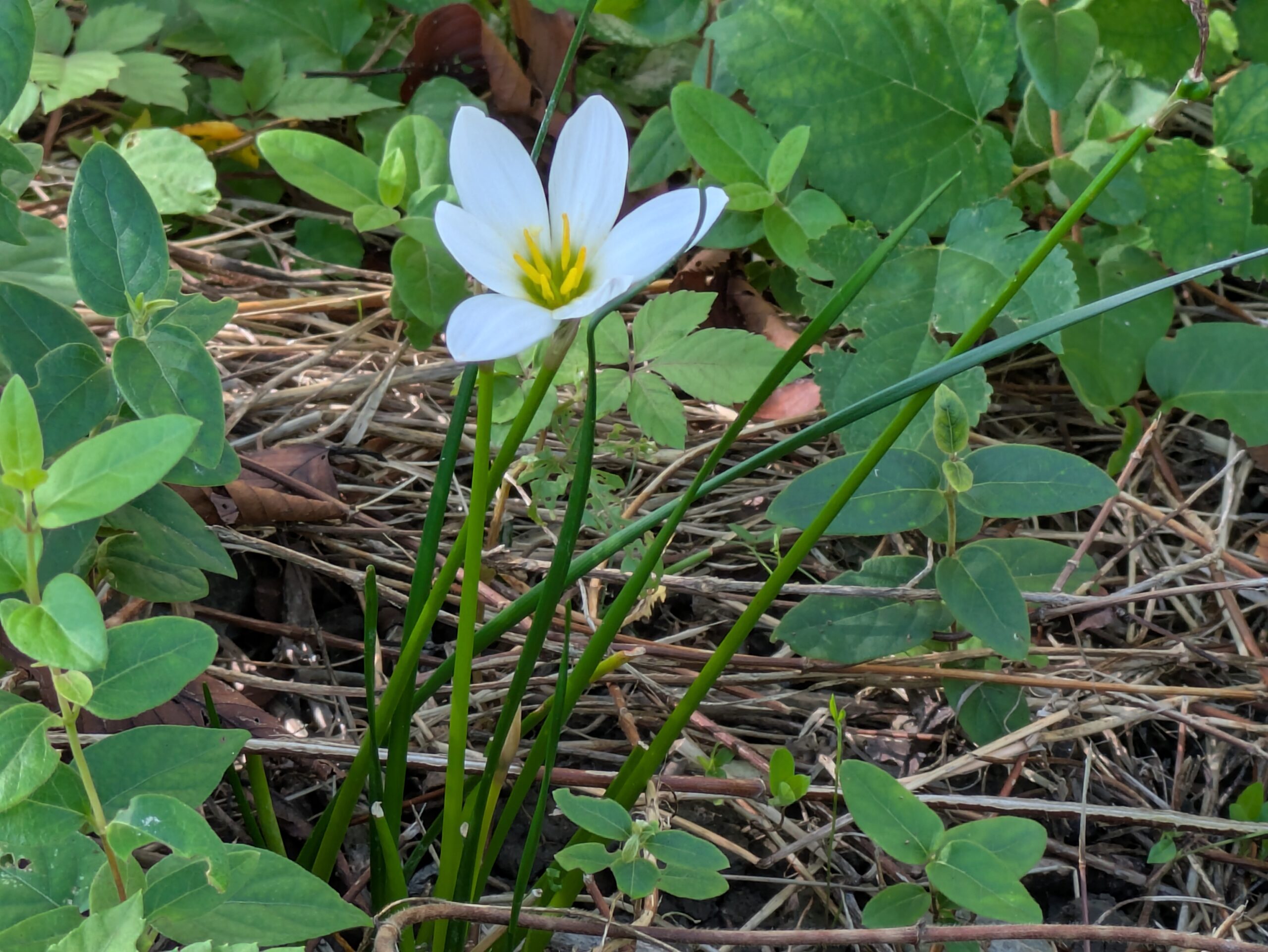 タマスダレの白い花のアップ