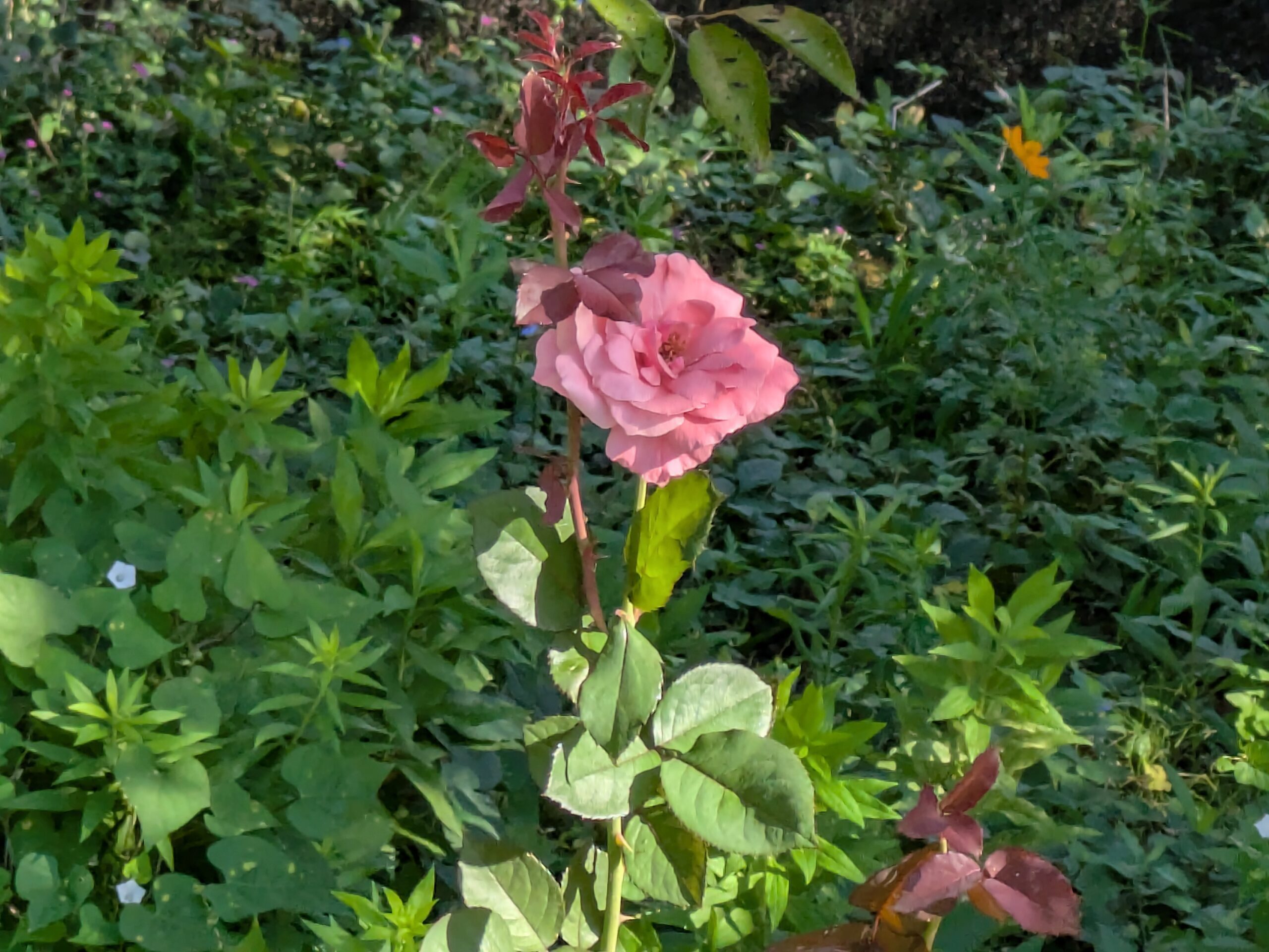 伏見川沿いに一輪咲いていたピンク色のバラ