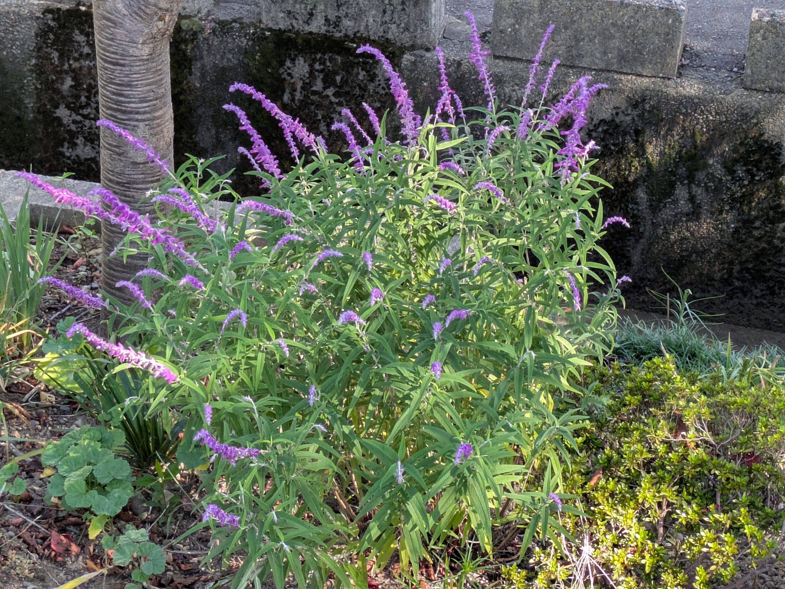 伏見川沿いの花壇のような場所に咲くアメジストセージ