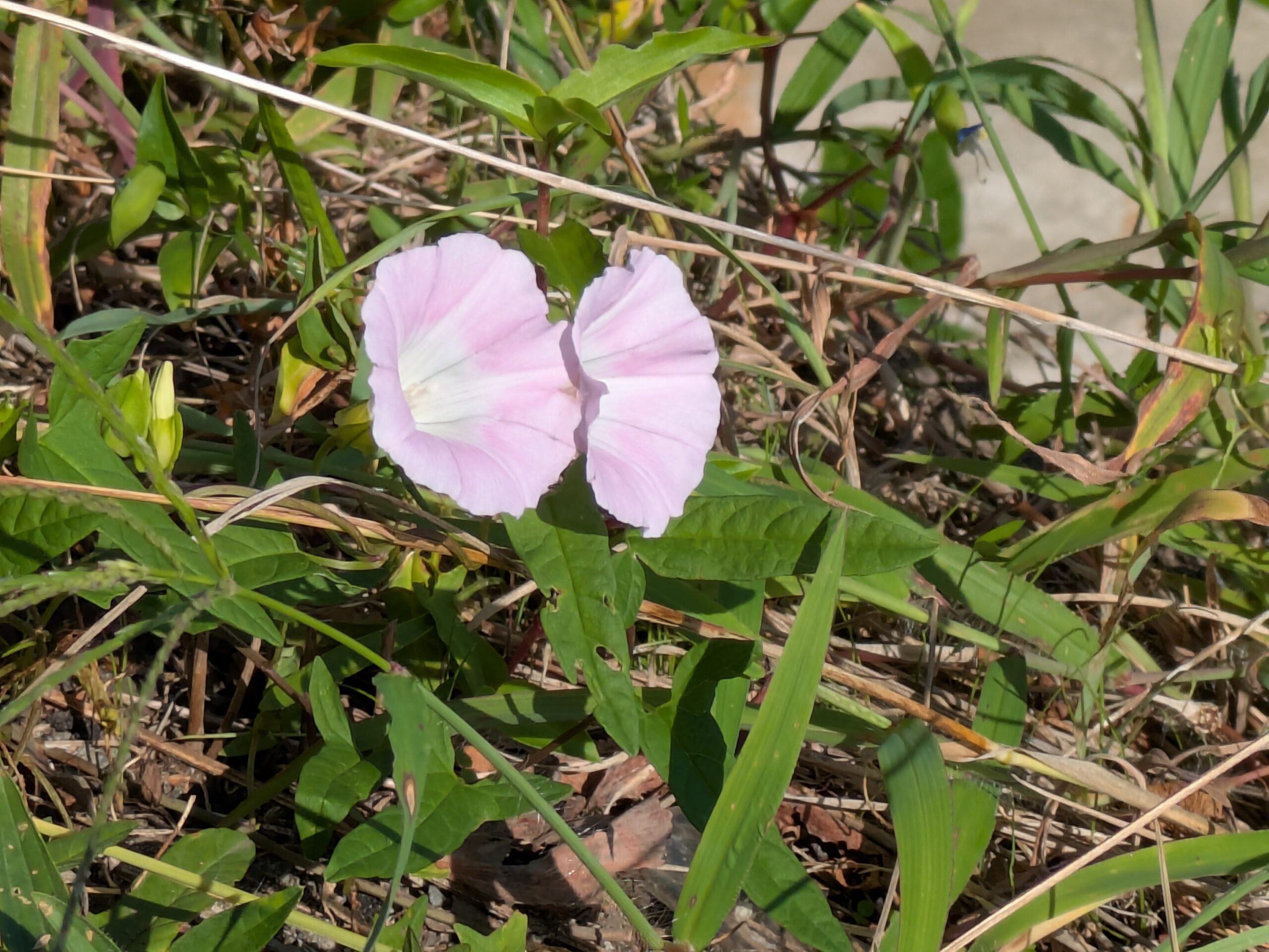 伏見川沿いに咲いていた淡いピンク色のアサガオ